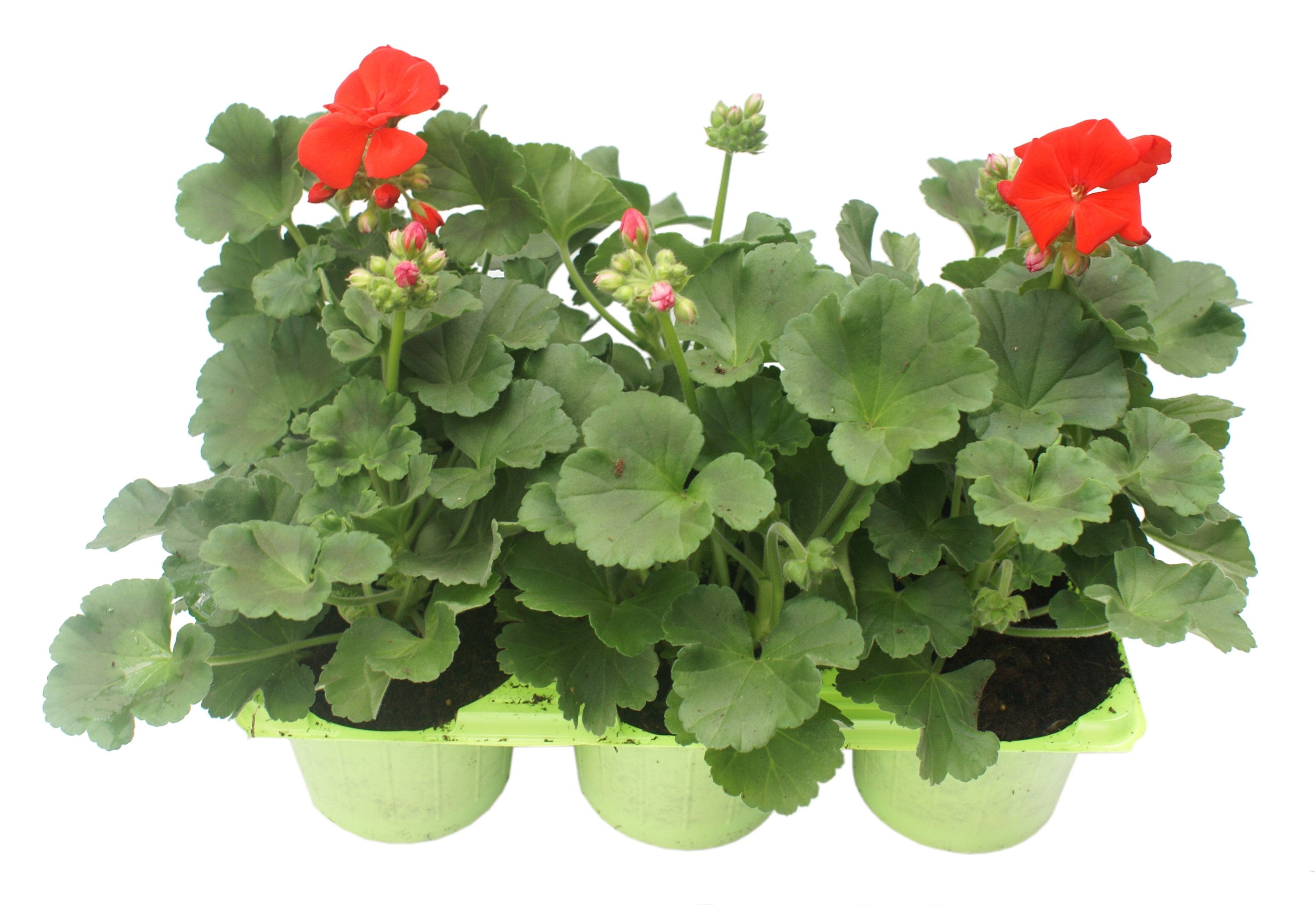 Pelargonia rabatowa mix 20-25 cm