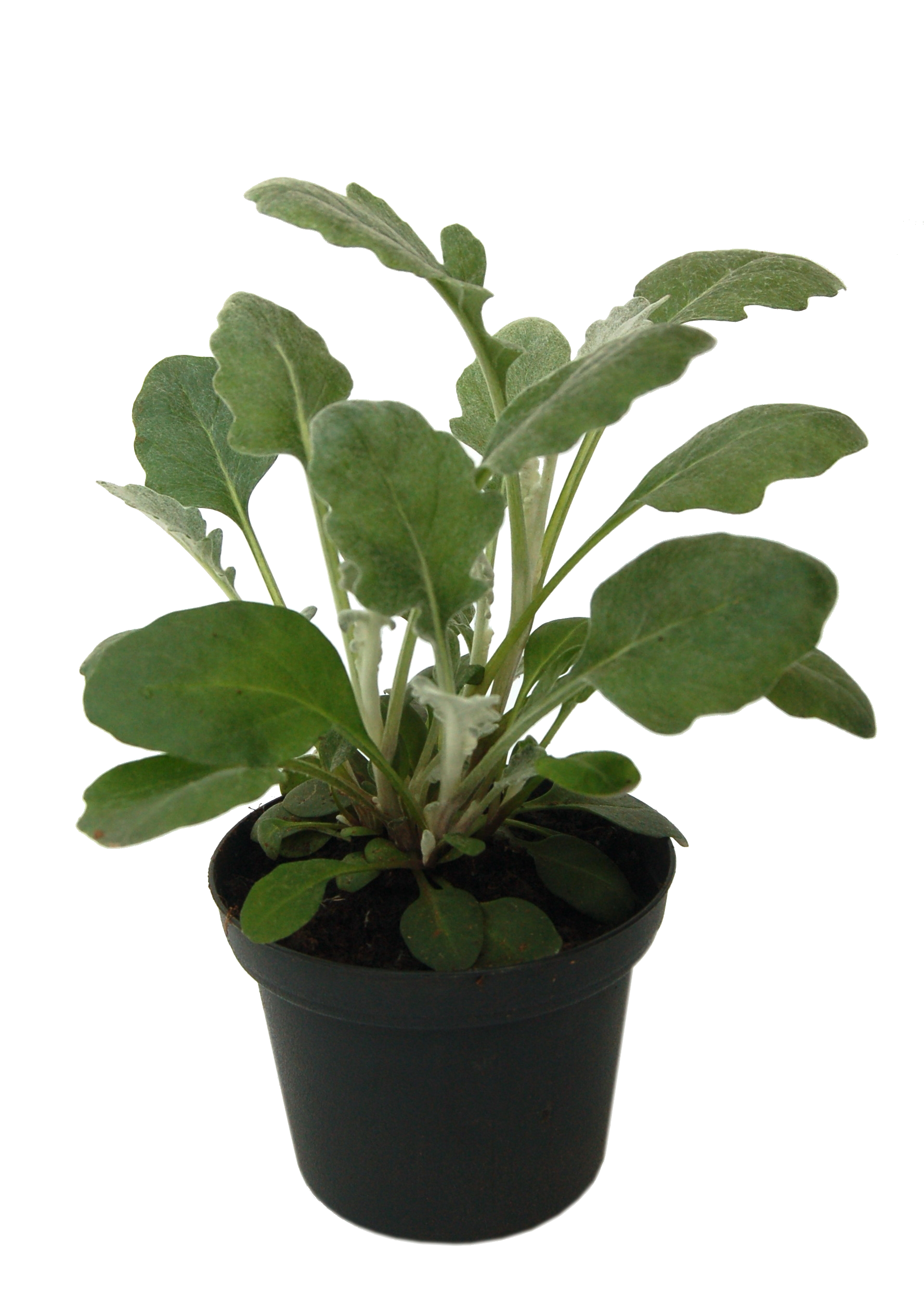 Starzec popielny 15-20 cm