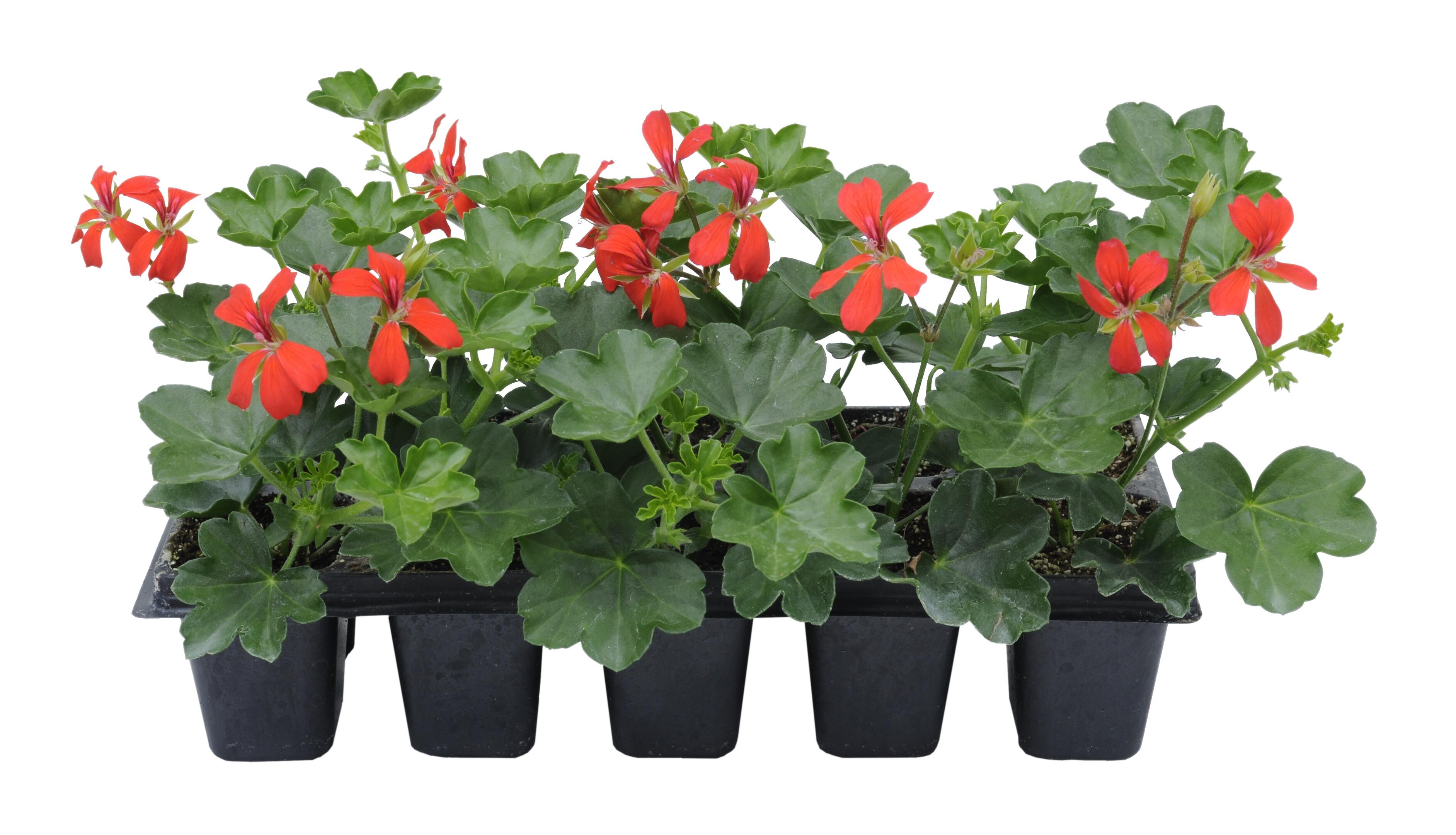 Pelargonia bluszczolistna mix 10 - 15 cm 10-pak