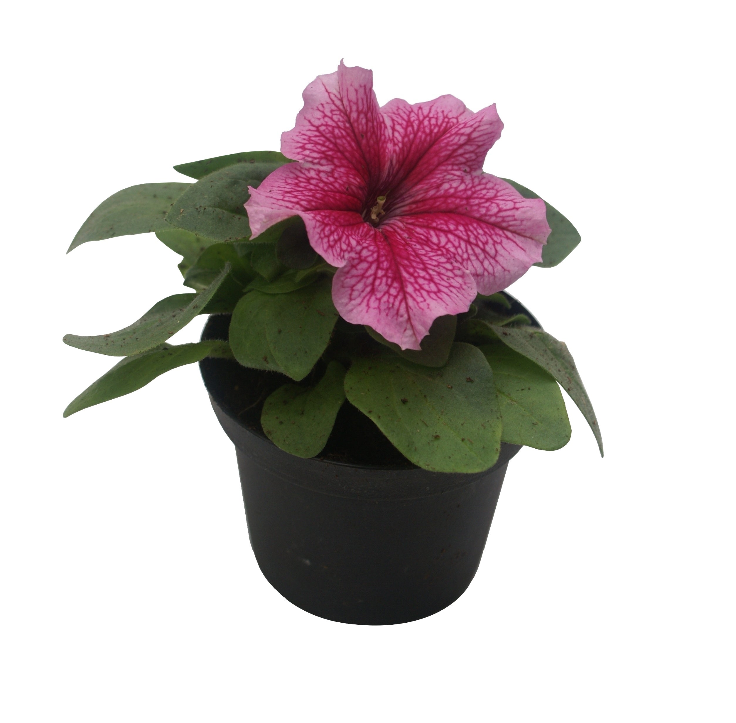 Petunia rabatowa mix 15 cm