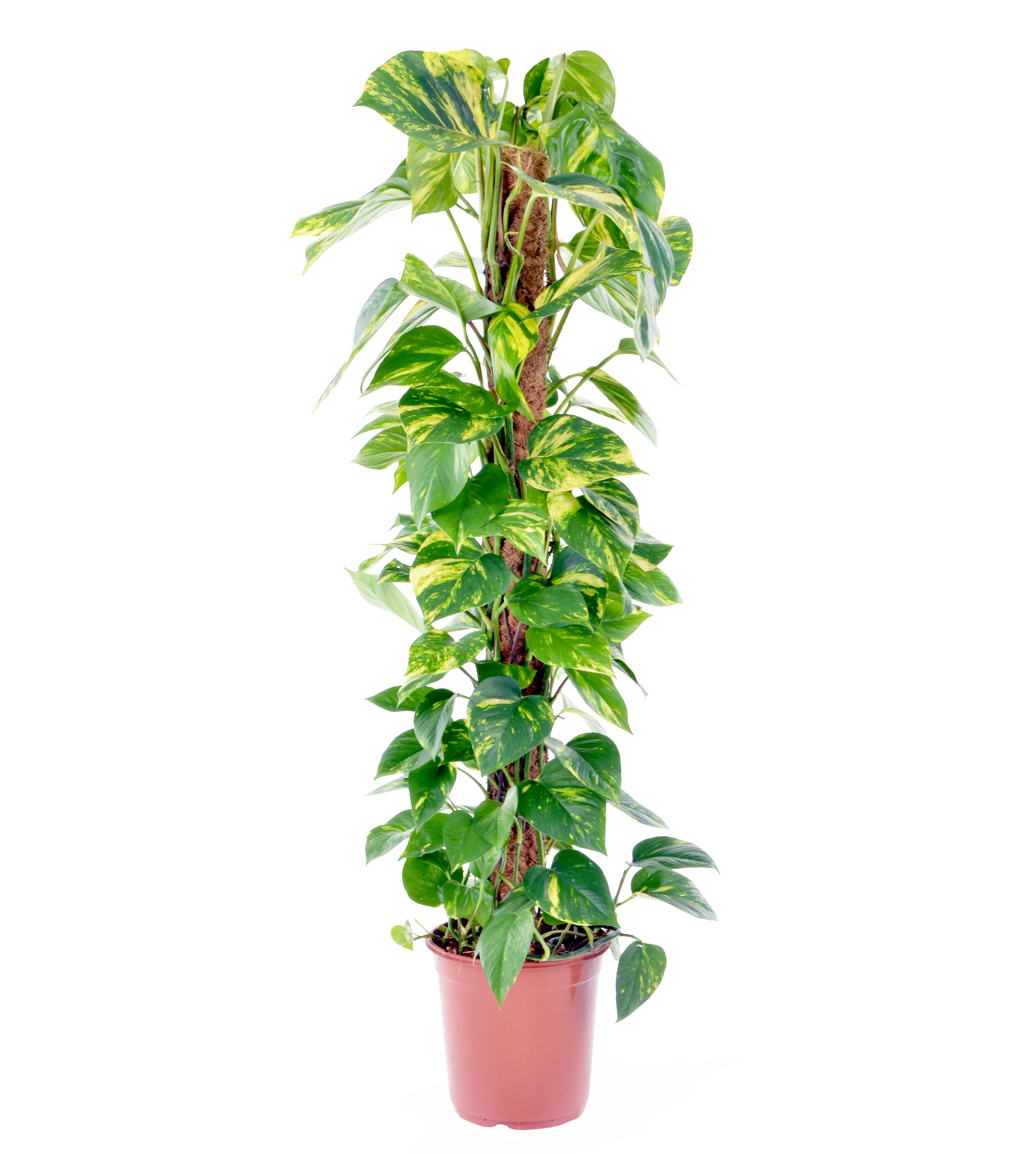 Epipremnum Pinnatum Aureum - Scindapsus - P15
