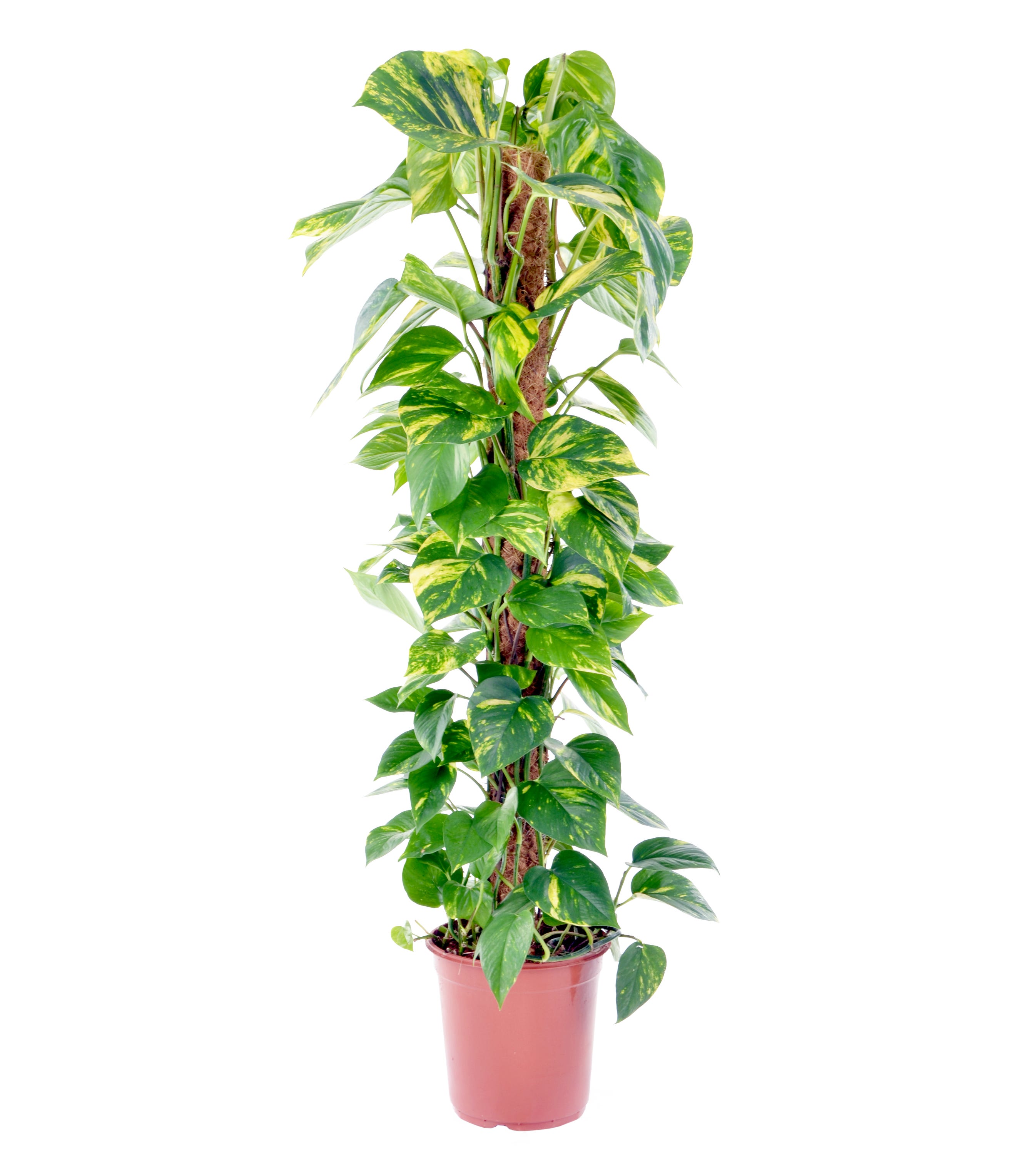 Epipremnum Pinnatum Aureum - Scindapsus - P15 Epipremnum Pinnatum Aureum - Scindapsus - P15