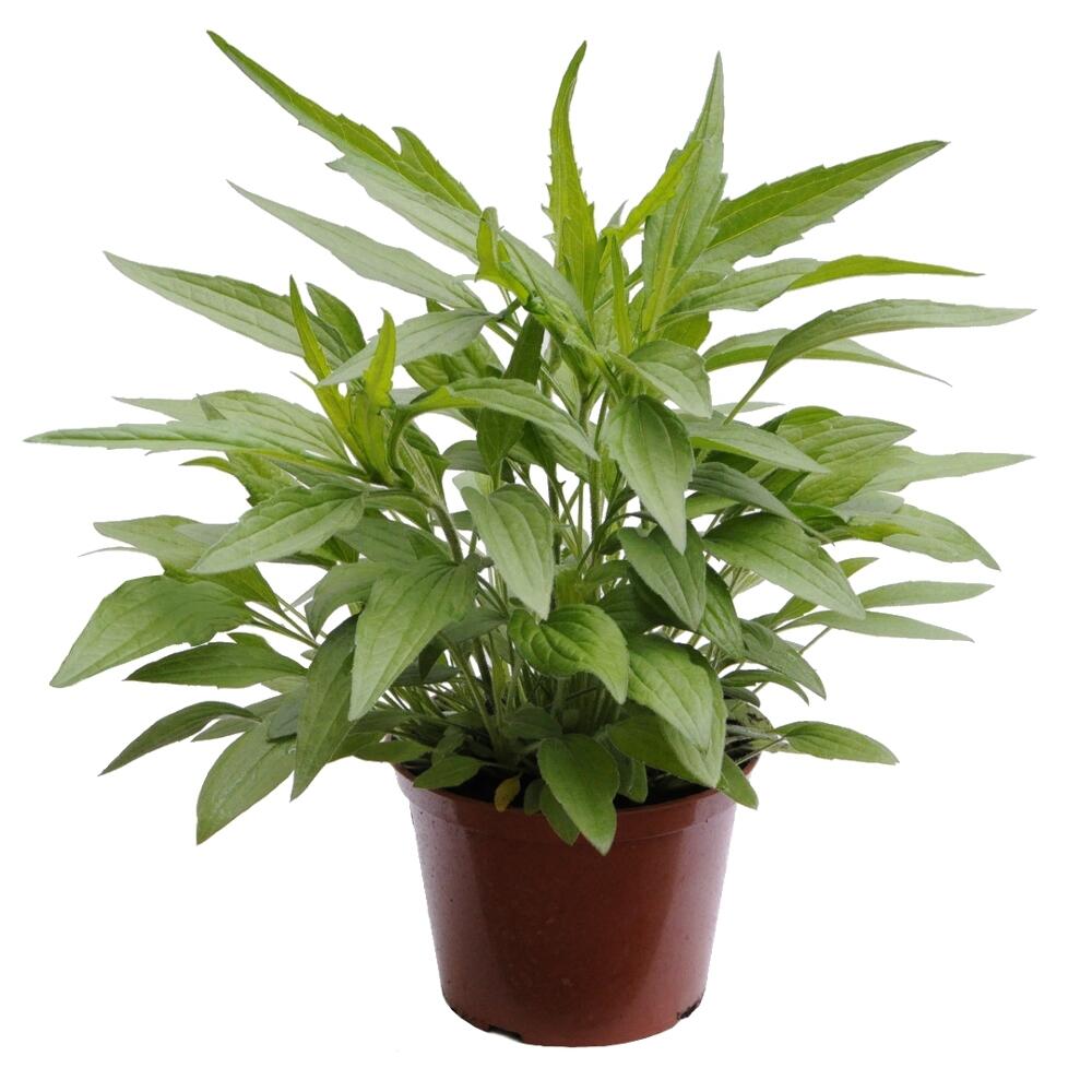 Rudbekia mix 30-40 cm