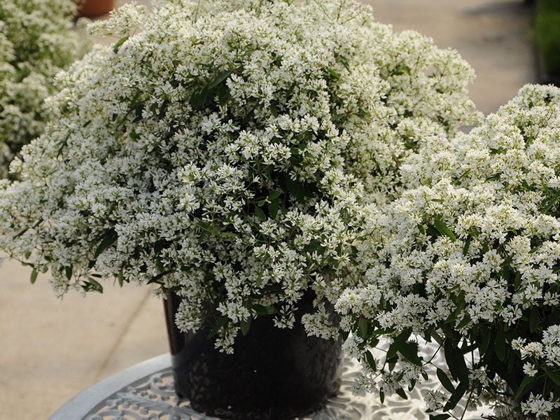 Euphorbia Diamond Frost 15 - 30 cm