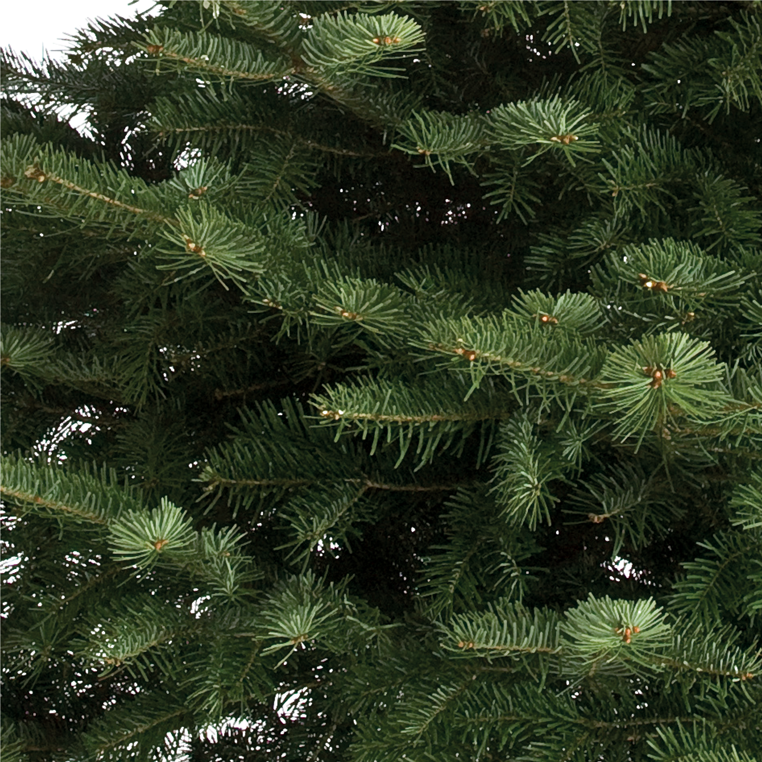 Jodła kaukaska 225-250cm choinka żywa cięta - 5