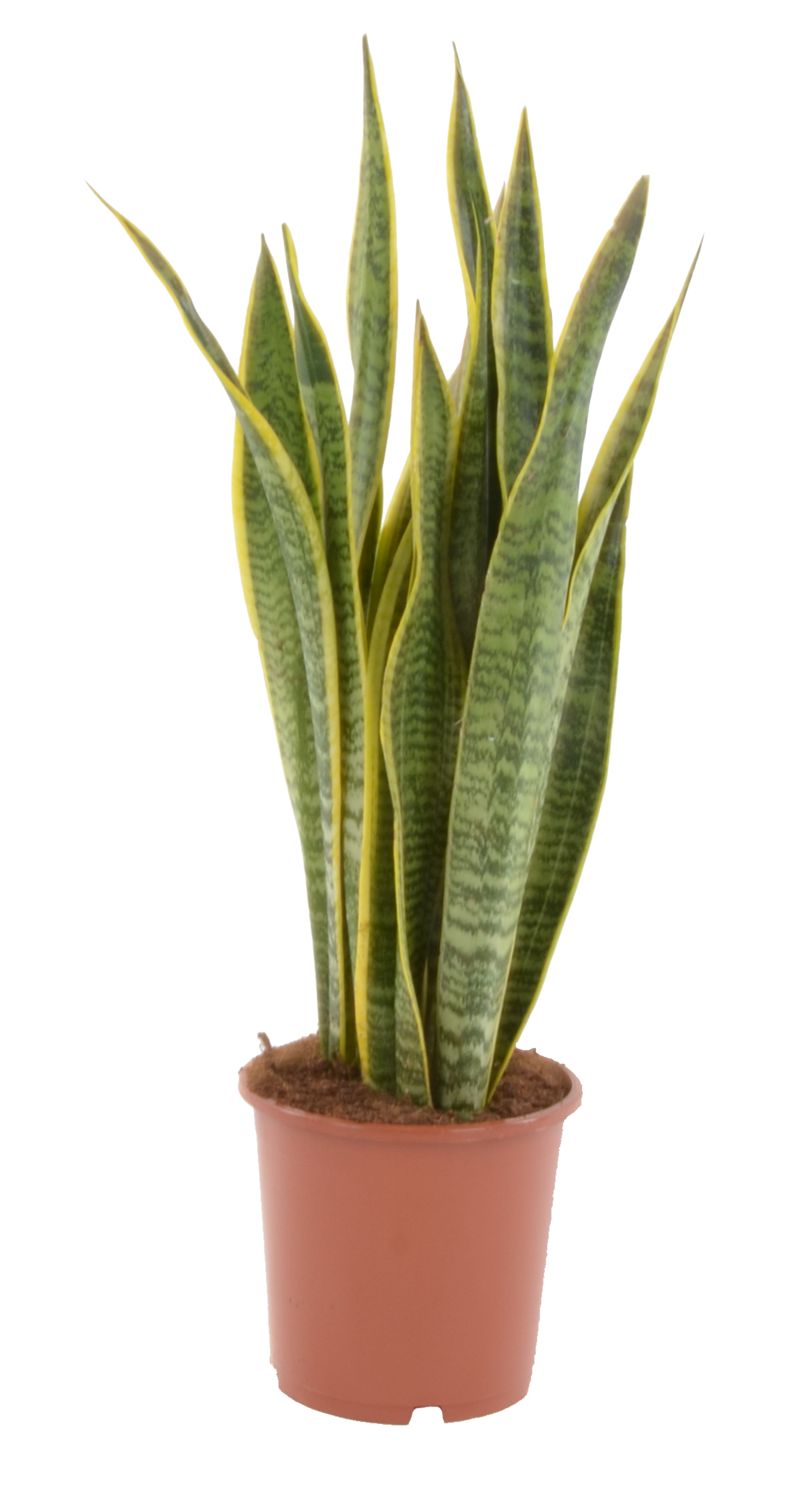 Sansewieria gwinejska mix 70 cm