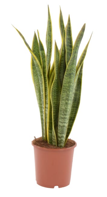 Sansewieria gwinejska mix 70 cm 44208276