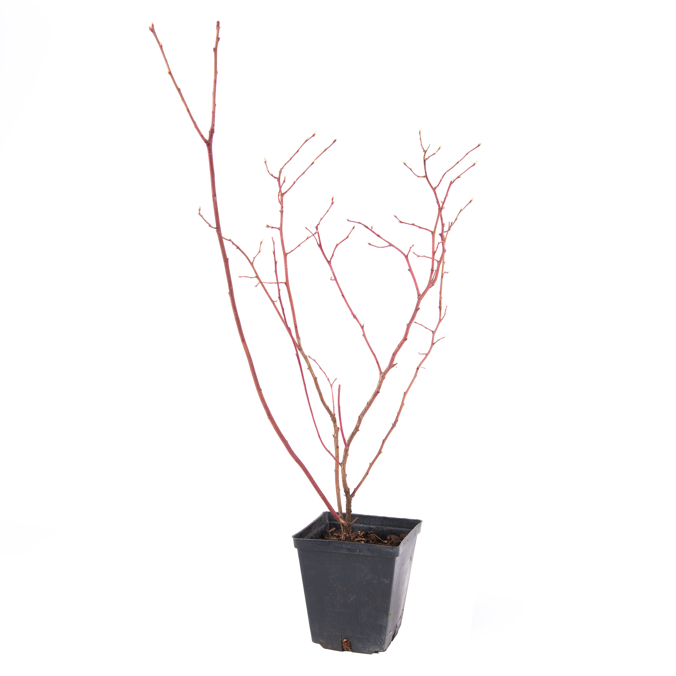 Borówka amerykańska mix 15-20 cm