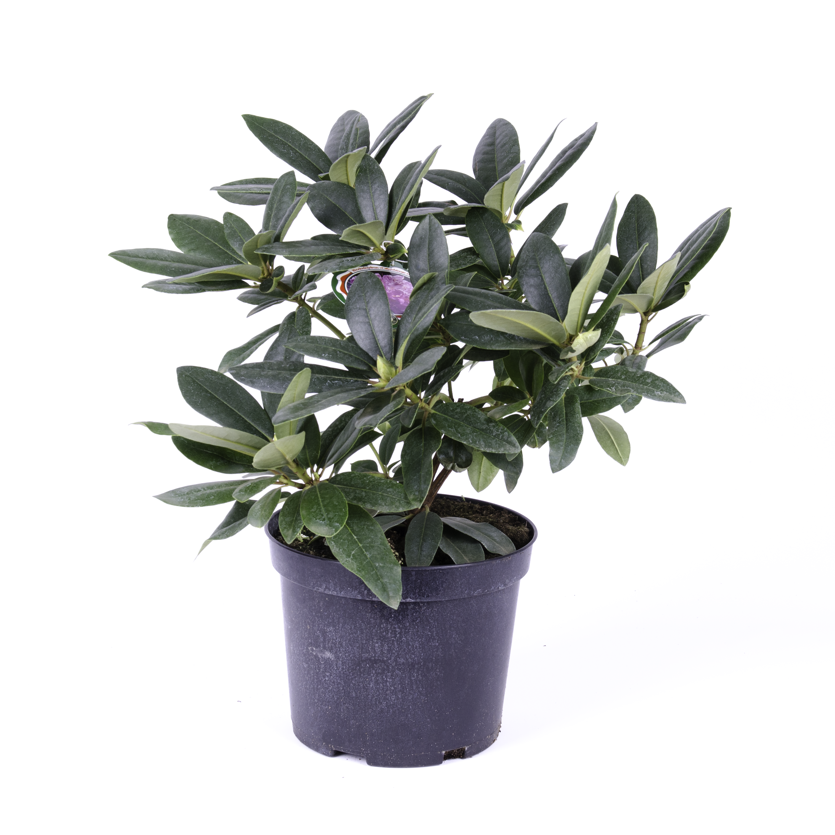 Rododendron Azalia Różanecznik mix 25-30 cm