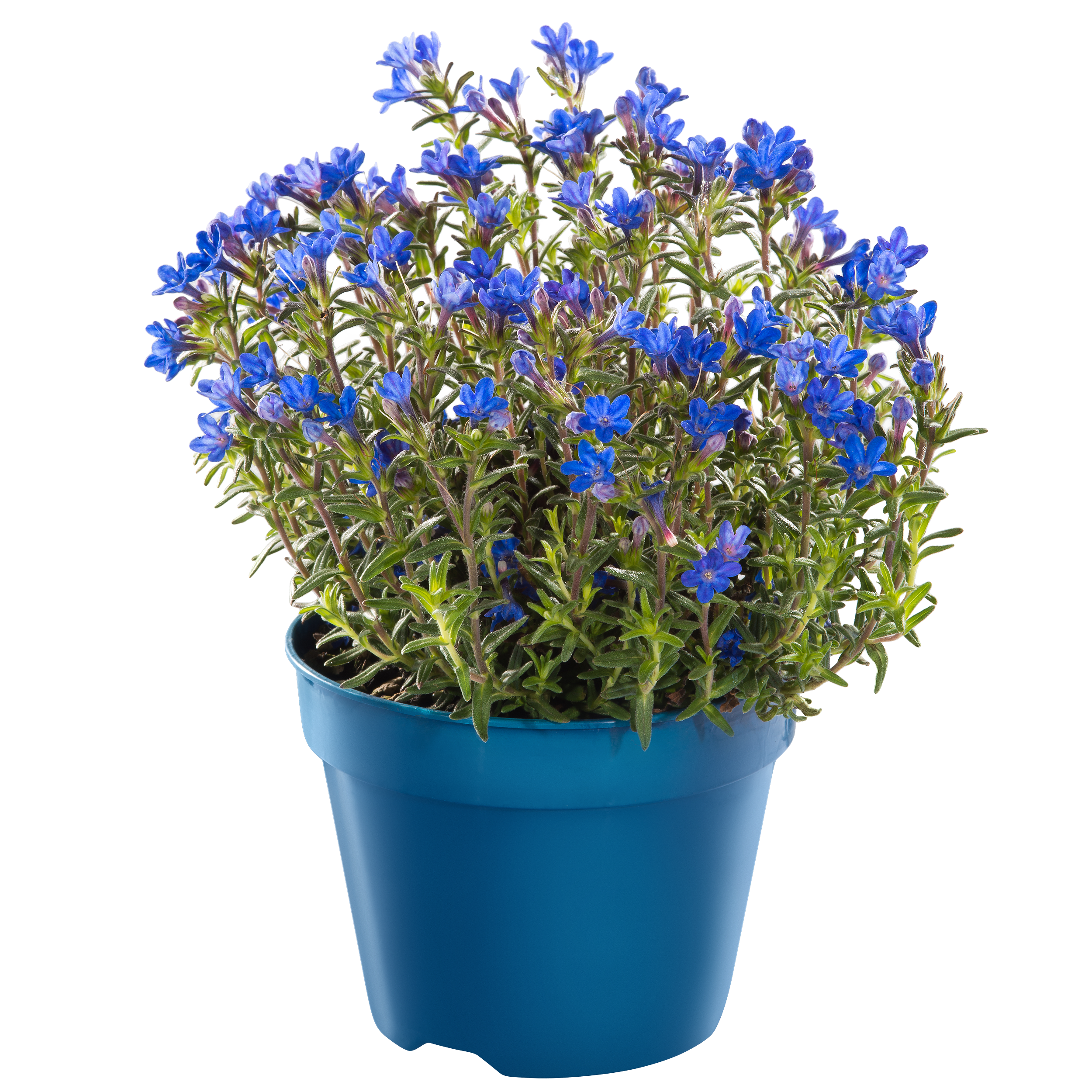 Nawrot rozpierzchły Heavenly Blue 15-20 cm
