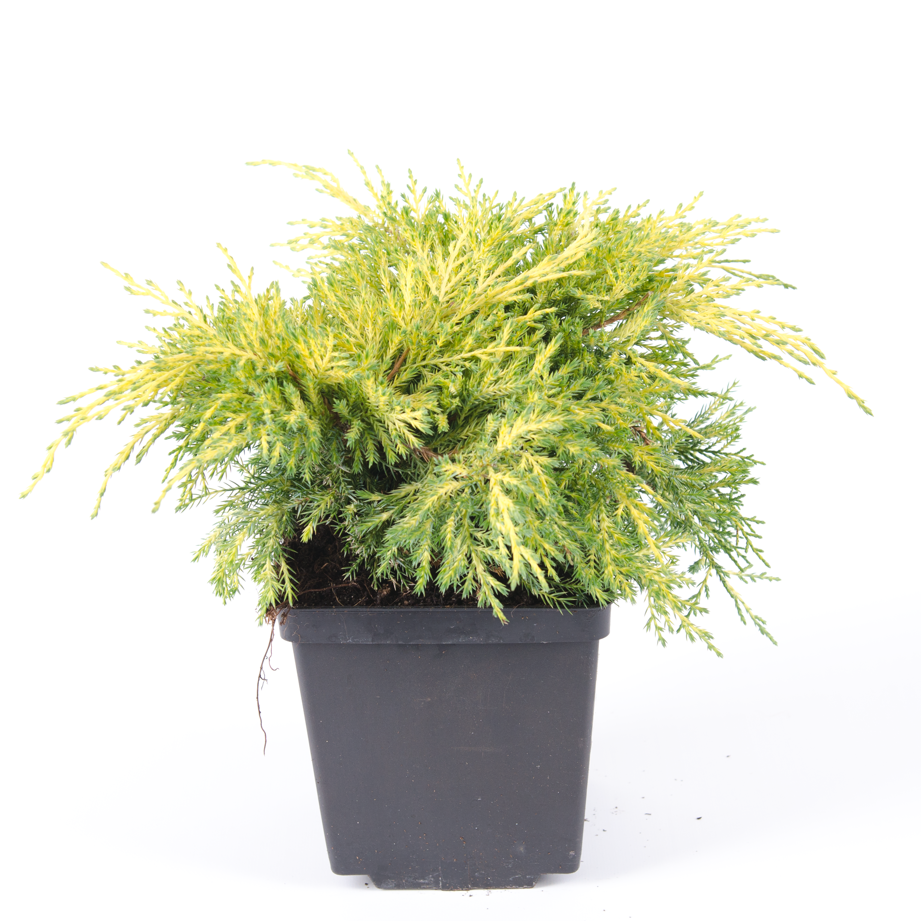Jałowiec pośredni Gold Star 25-30 cm