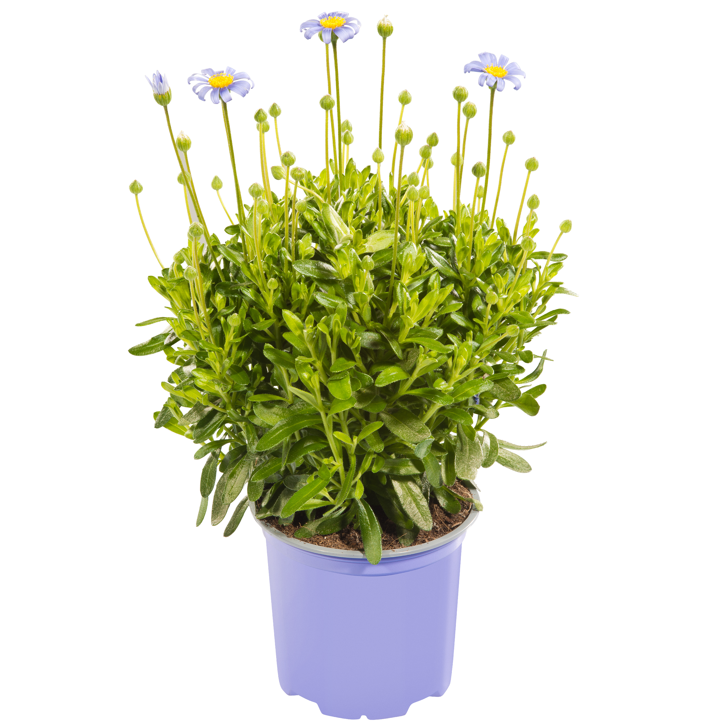 Felicja gawędkowa 15-20 cm