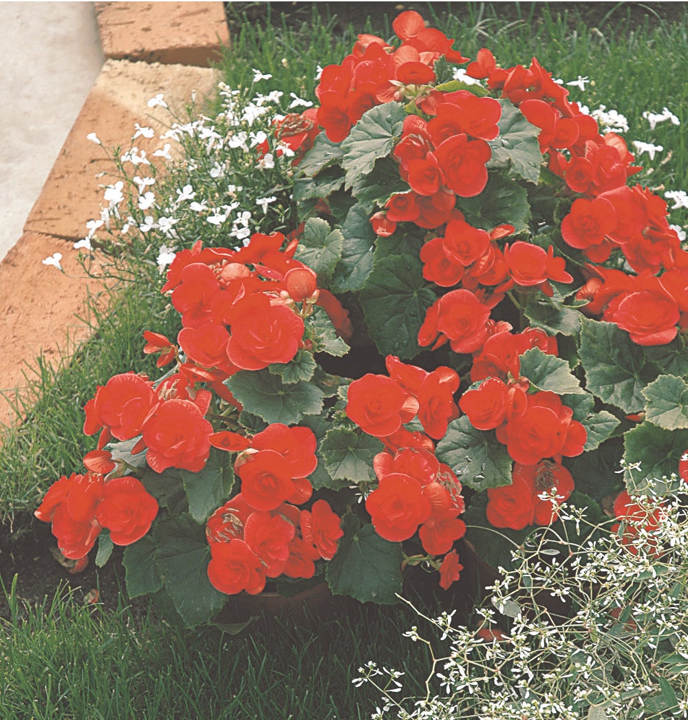 Begonia rabatowa Solenia mix 20 - 35 cm - 2