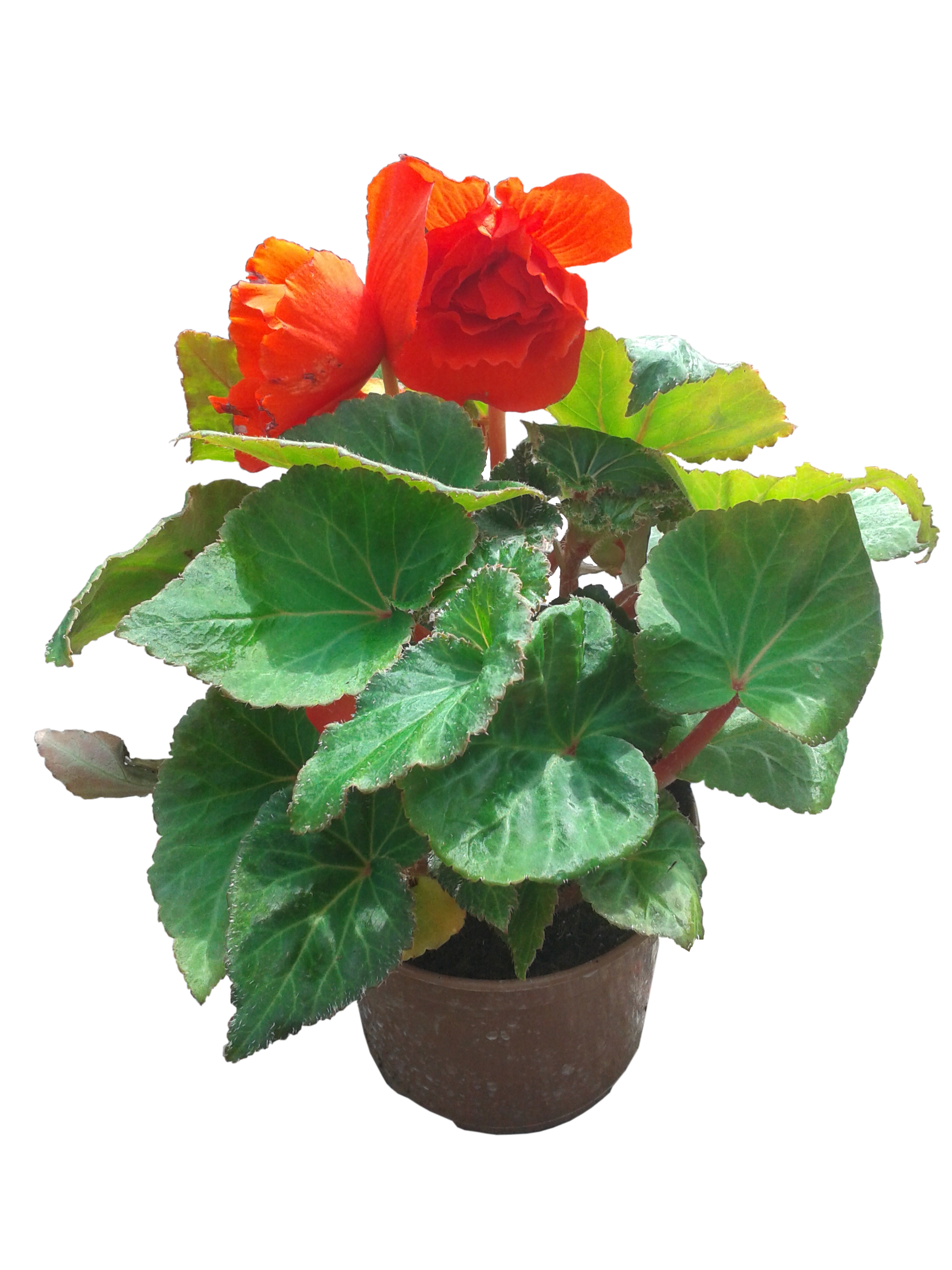 Begonia rabatowa Solenia mix 20 - 35 cm