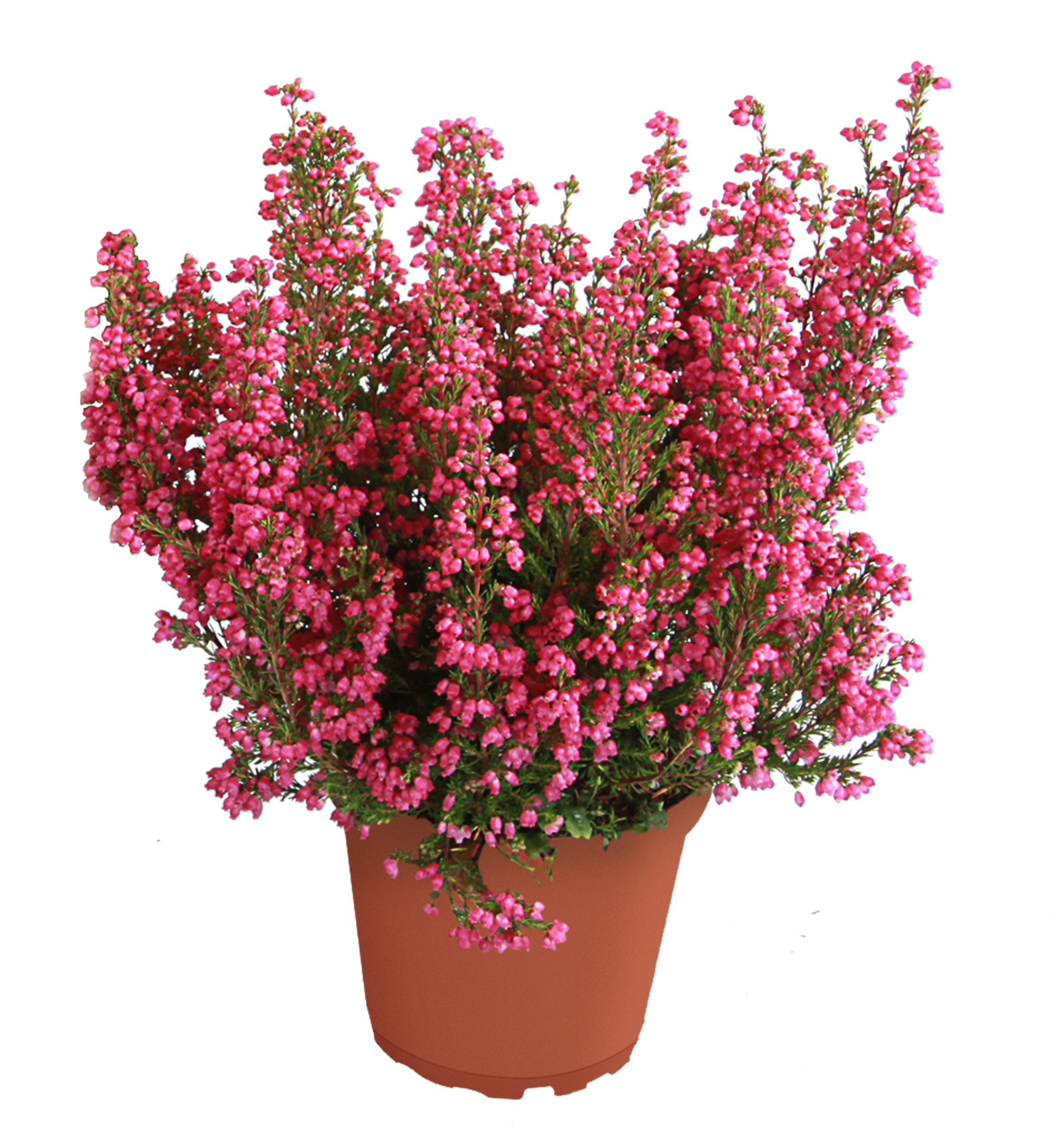 Wrzosiec delikatny czerwony 16-25 cm