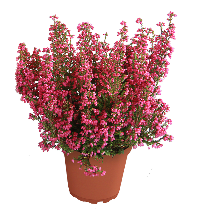 Wrzosiec delikatny czerwony 16-25 cm