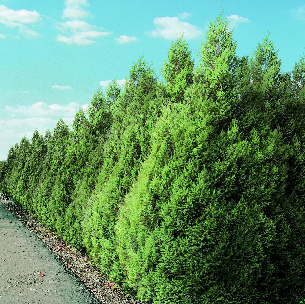 Jałowiec chiński Stricta 30-40 cm - 3