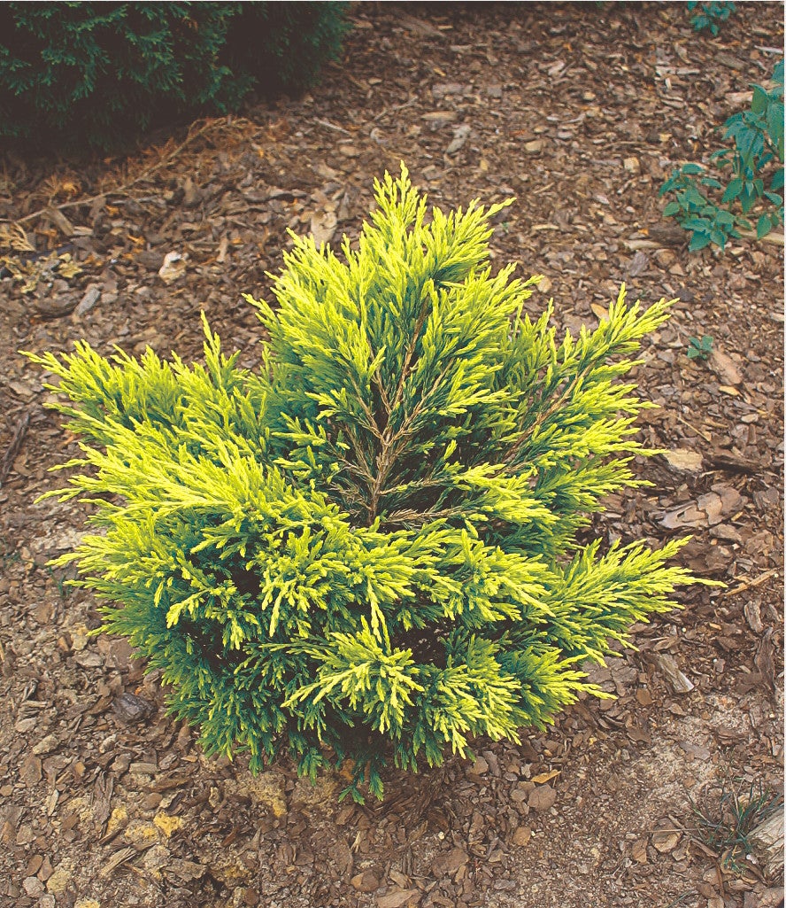 Jałowiec płożący LiMeglow 25-30 cm - 2