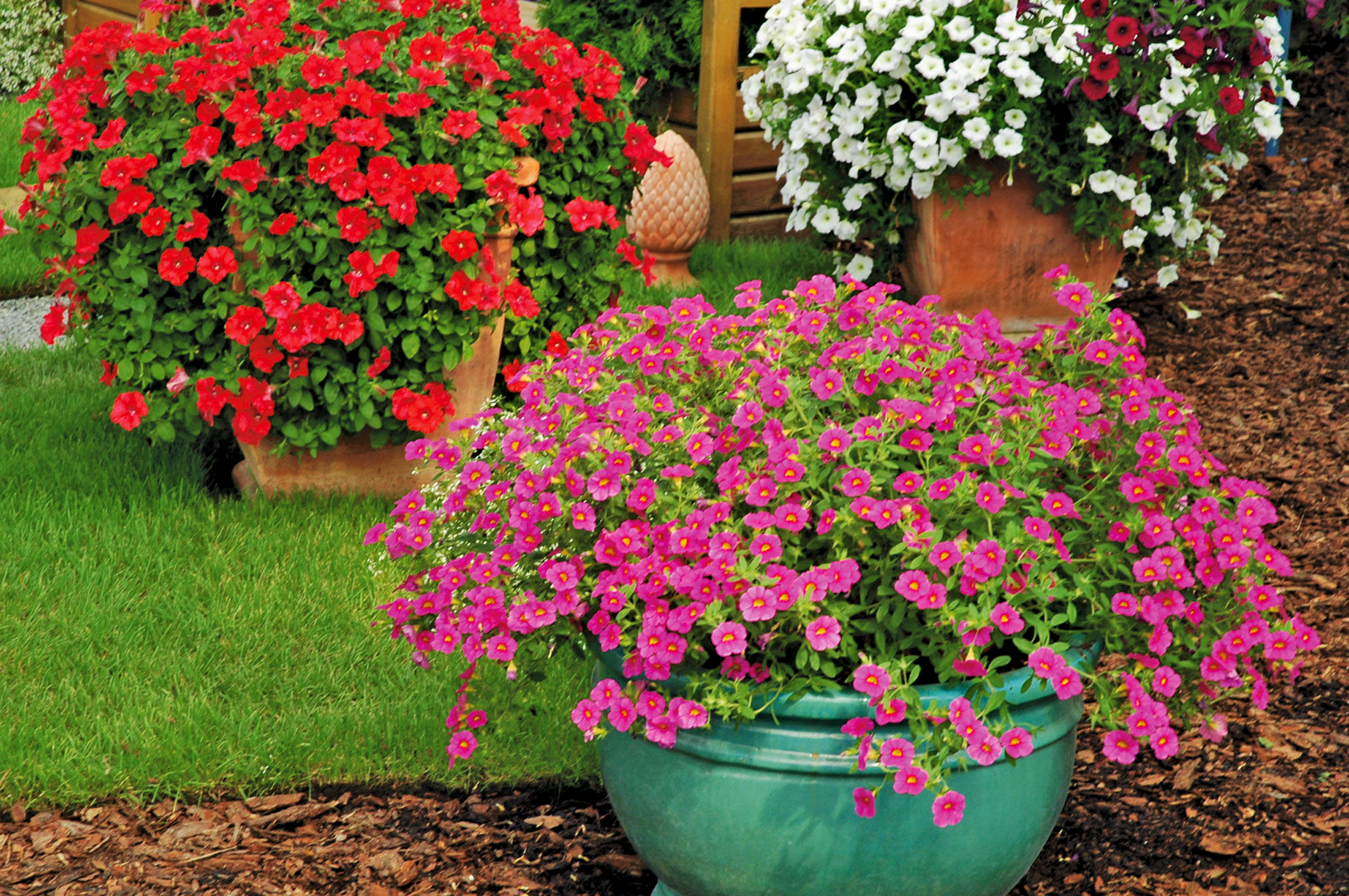 Calibrachoa Superbells mix 15 - 30 cm - 6