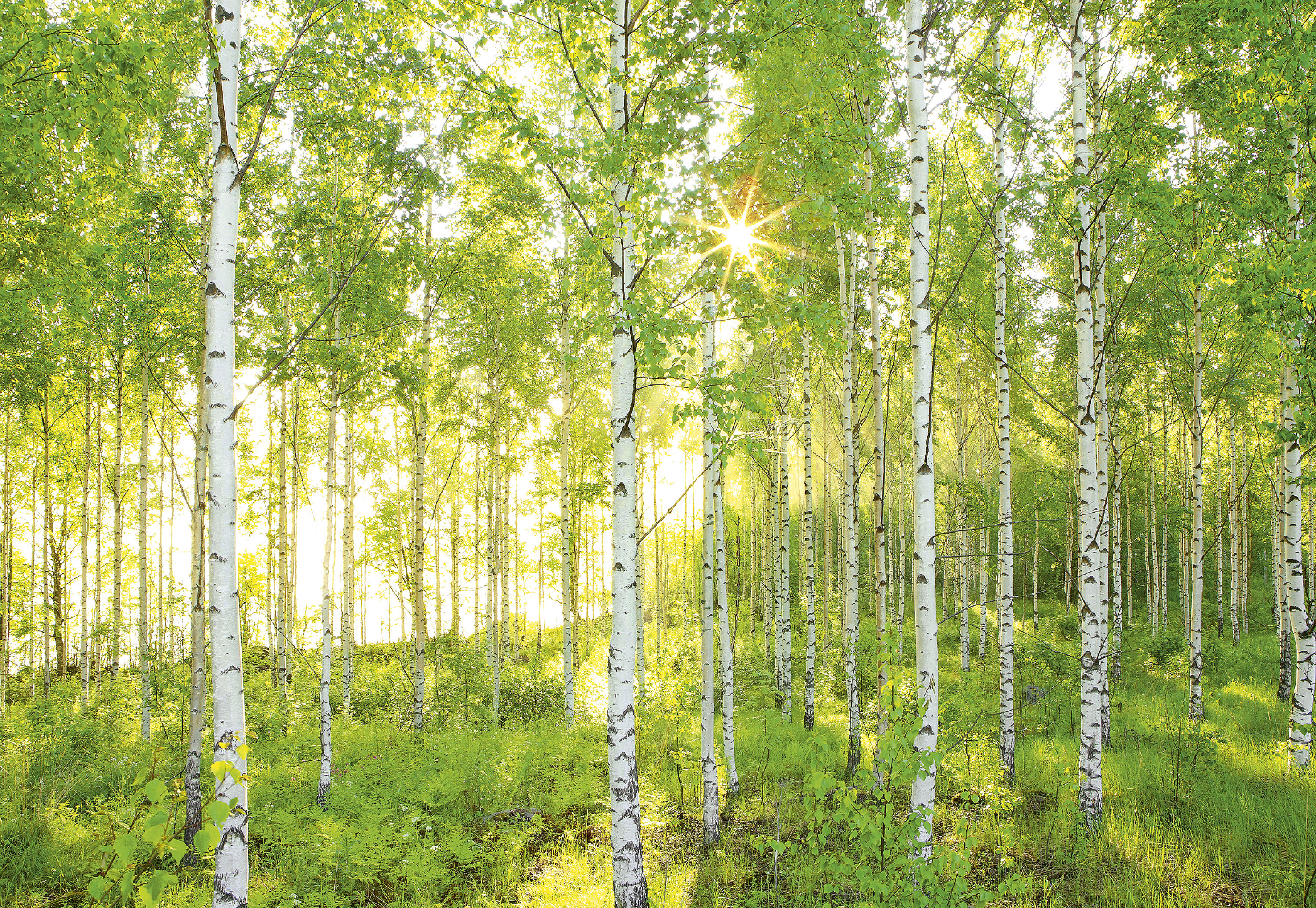 Fototapeta Sunday 368 x 254 cm Komar