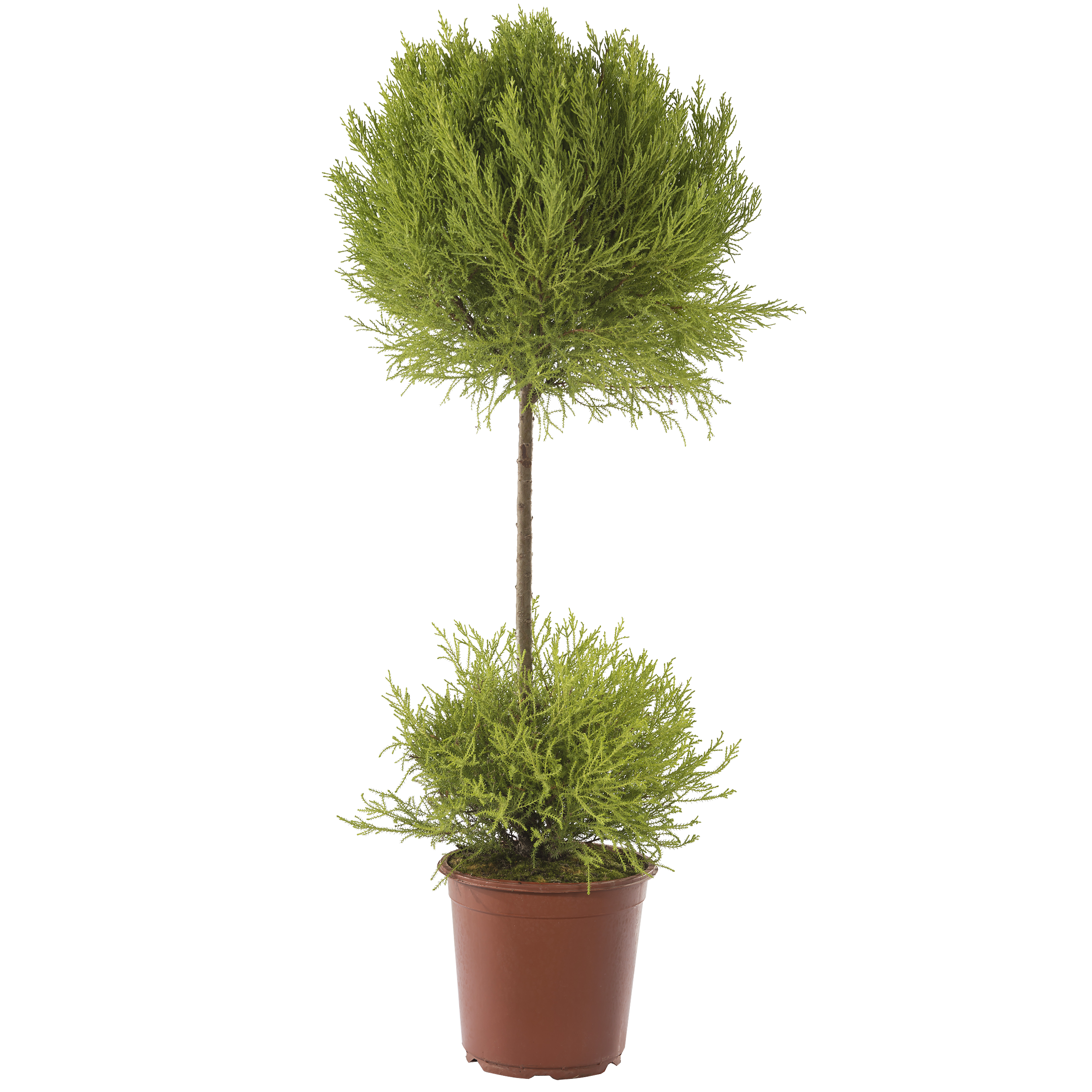Cyprysik 'Goldcrest Wilma' DUO 65 cm