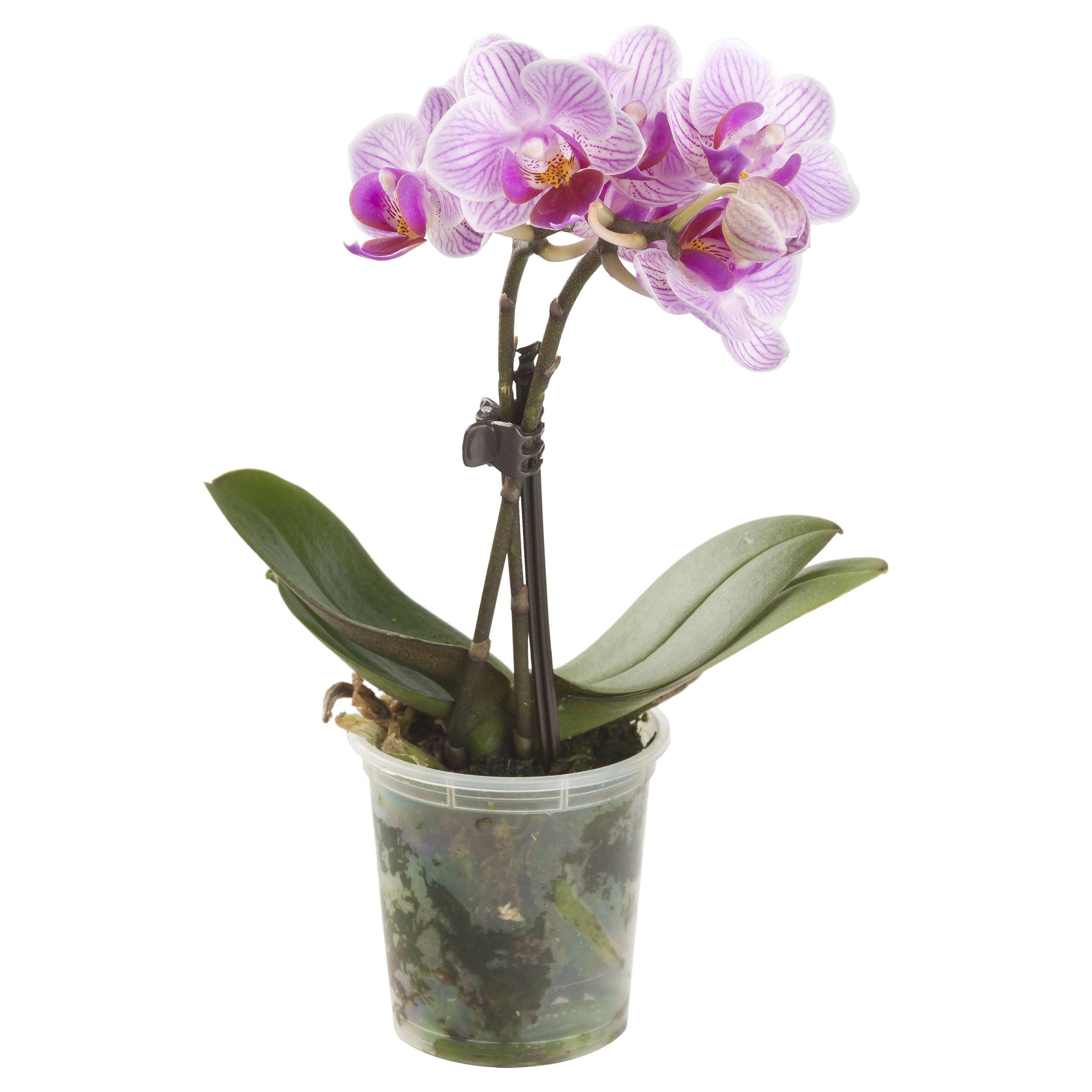 Storczyk Falenopsis Little Lady mix 15-20cm