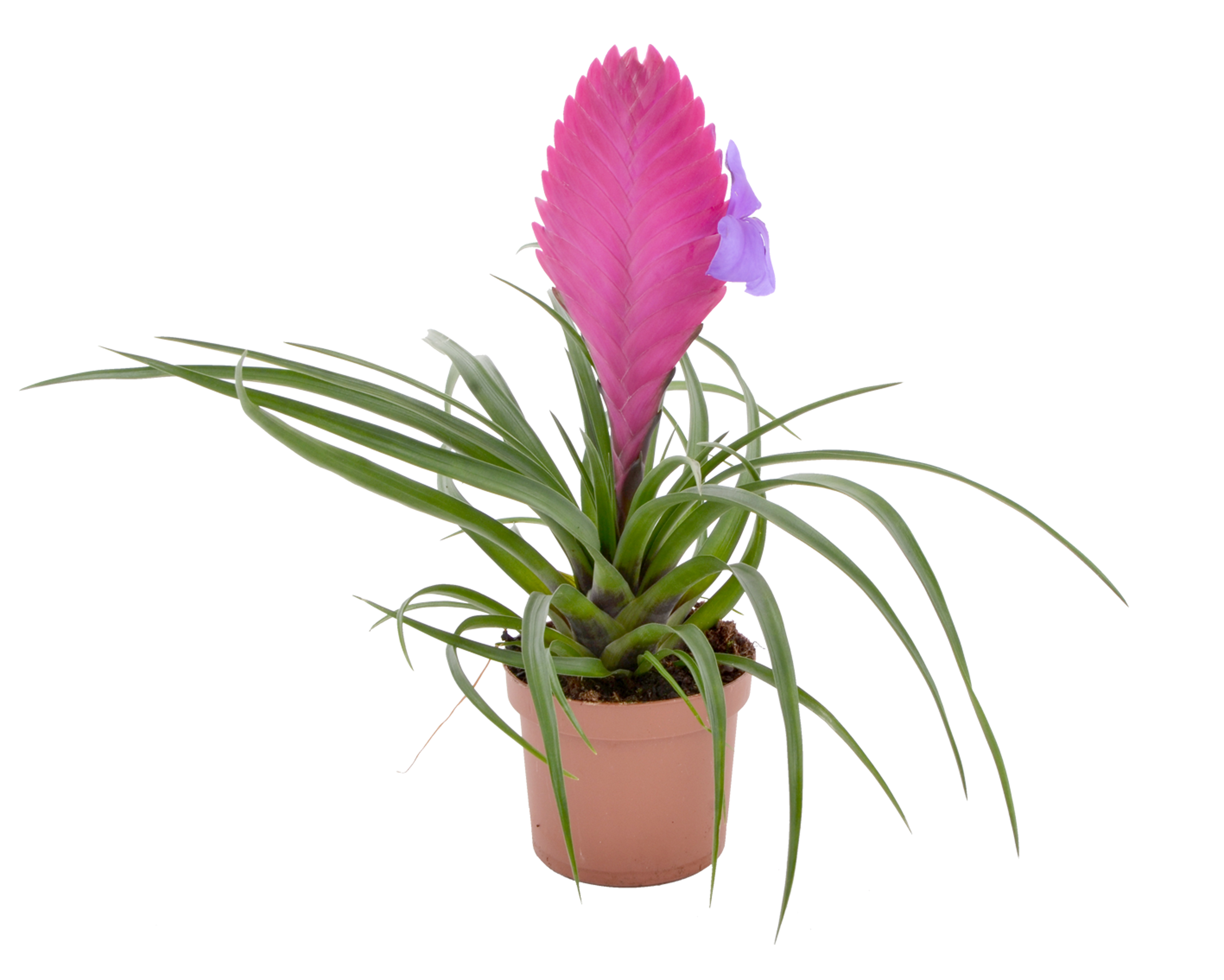 Bromelia mix 40cm
