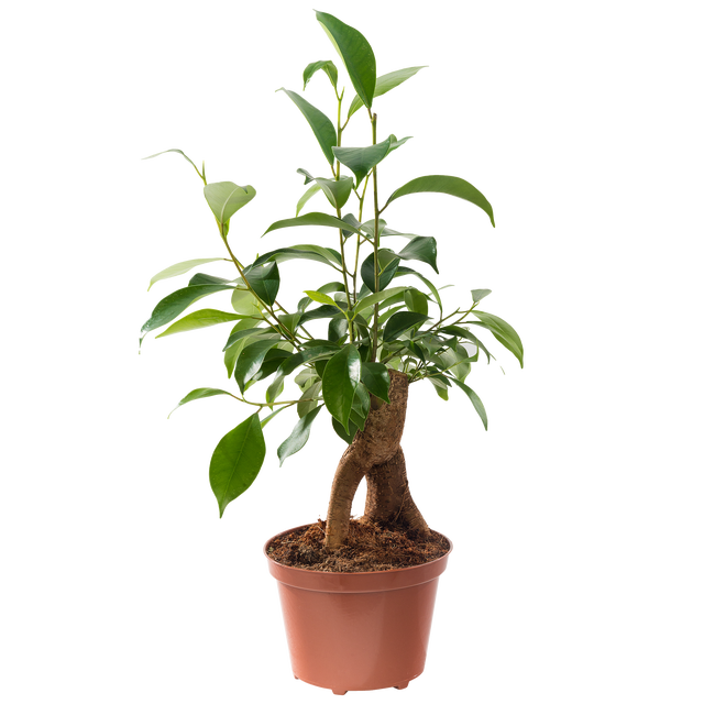 Bonsai Ficus Ginseng 25-30 cm