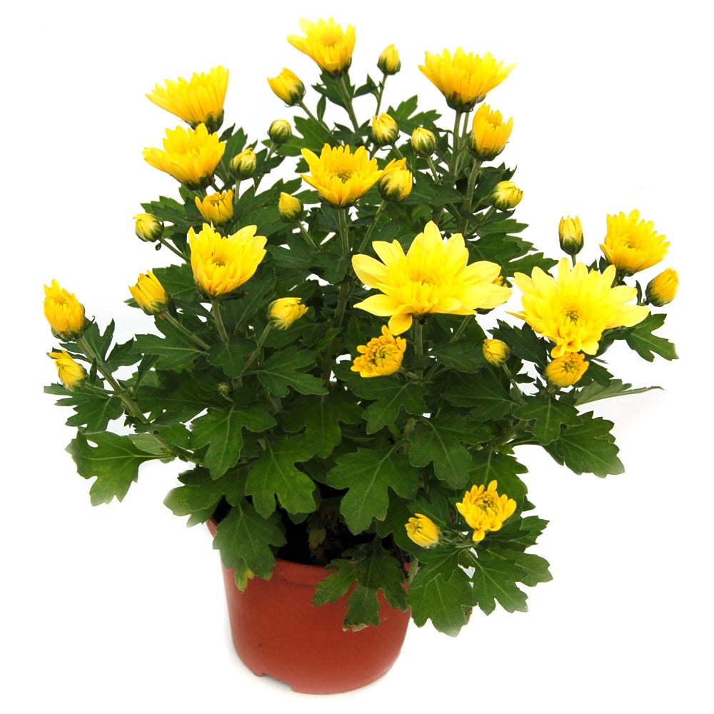 Chryzantema średniokwiatowa Time mix 25-30 cm - 4