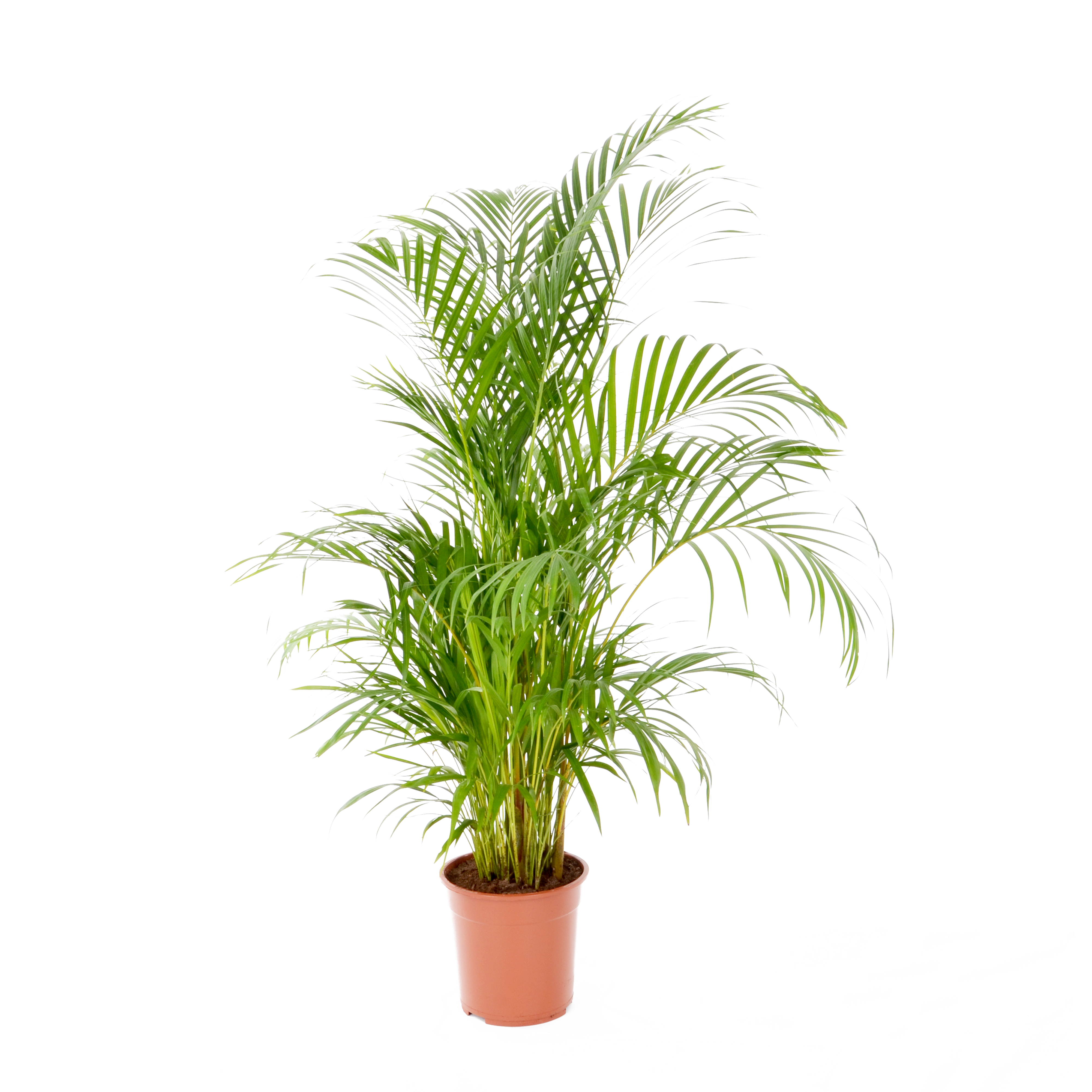 Palma Areka 95-100 cm