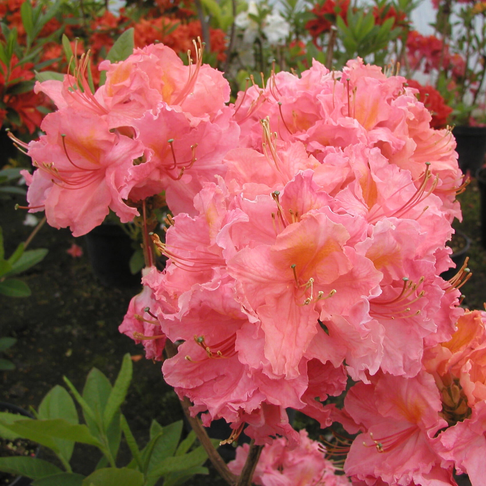 Azalia wielkokwiatowa mix 35-40 cm - 3