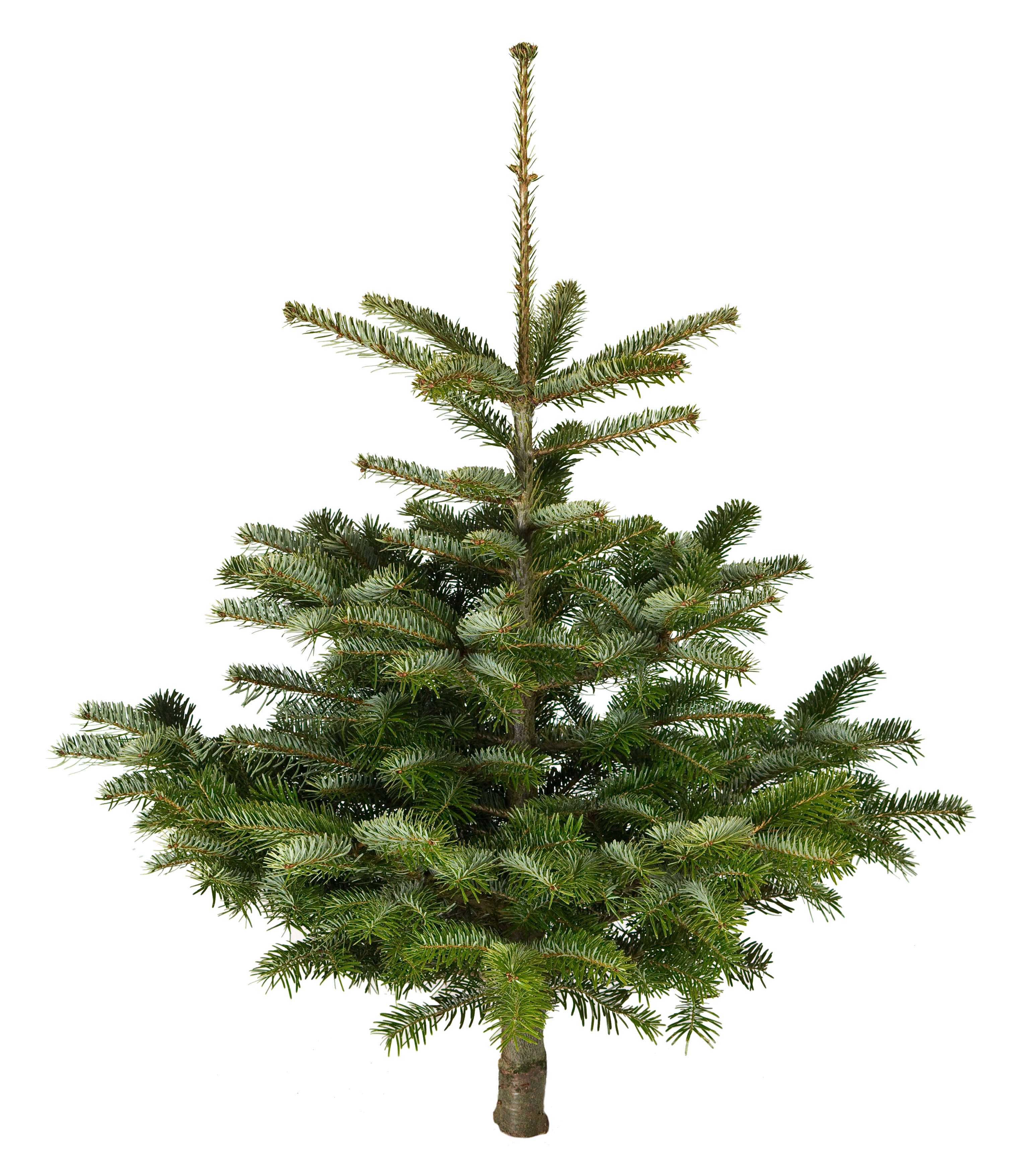 Jodła kaukaska 100-125cm choinka żywa cięta - 3