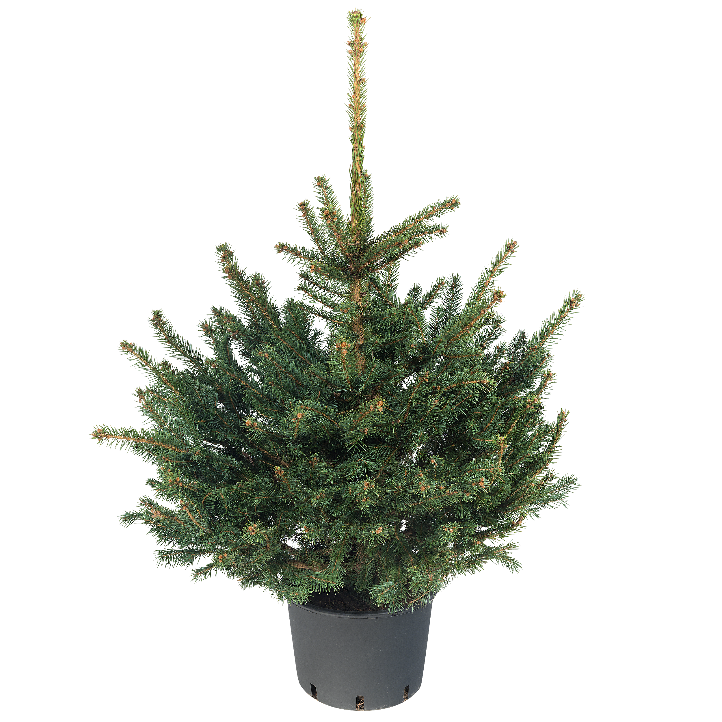 Świerk kłujący 60-80 cm choinka w doniczce