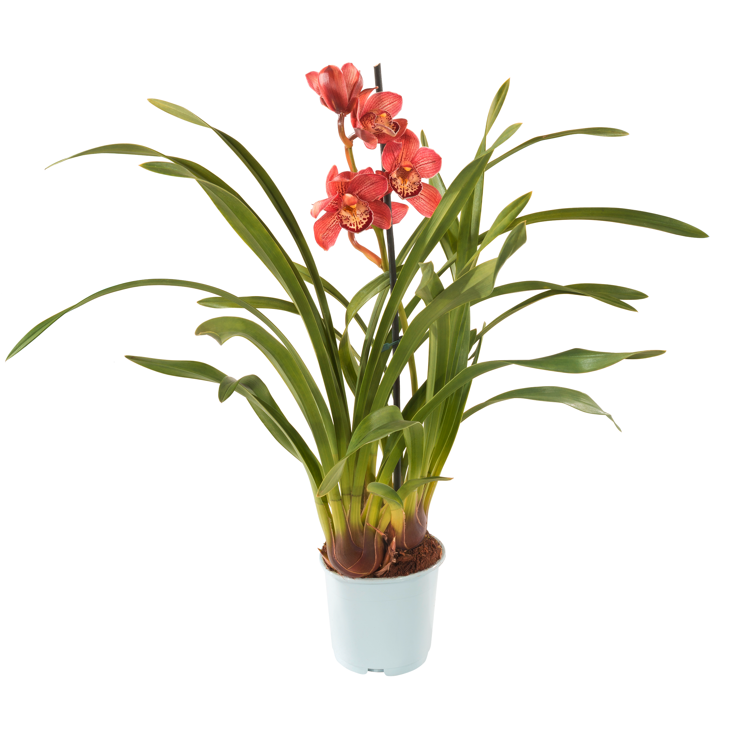 Storczyk Cymbidium mix 60-70cm 1 pęd