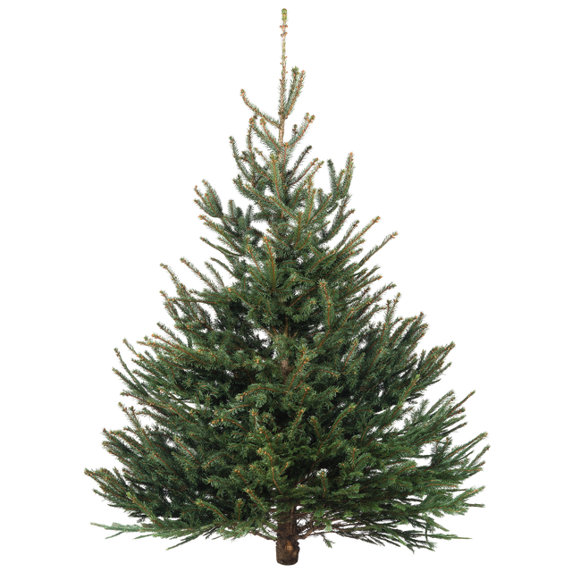 Świerk srebrny 150-200cm choinka żywa cięta