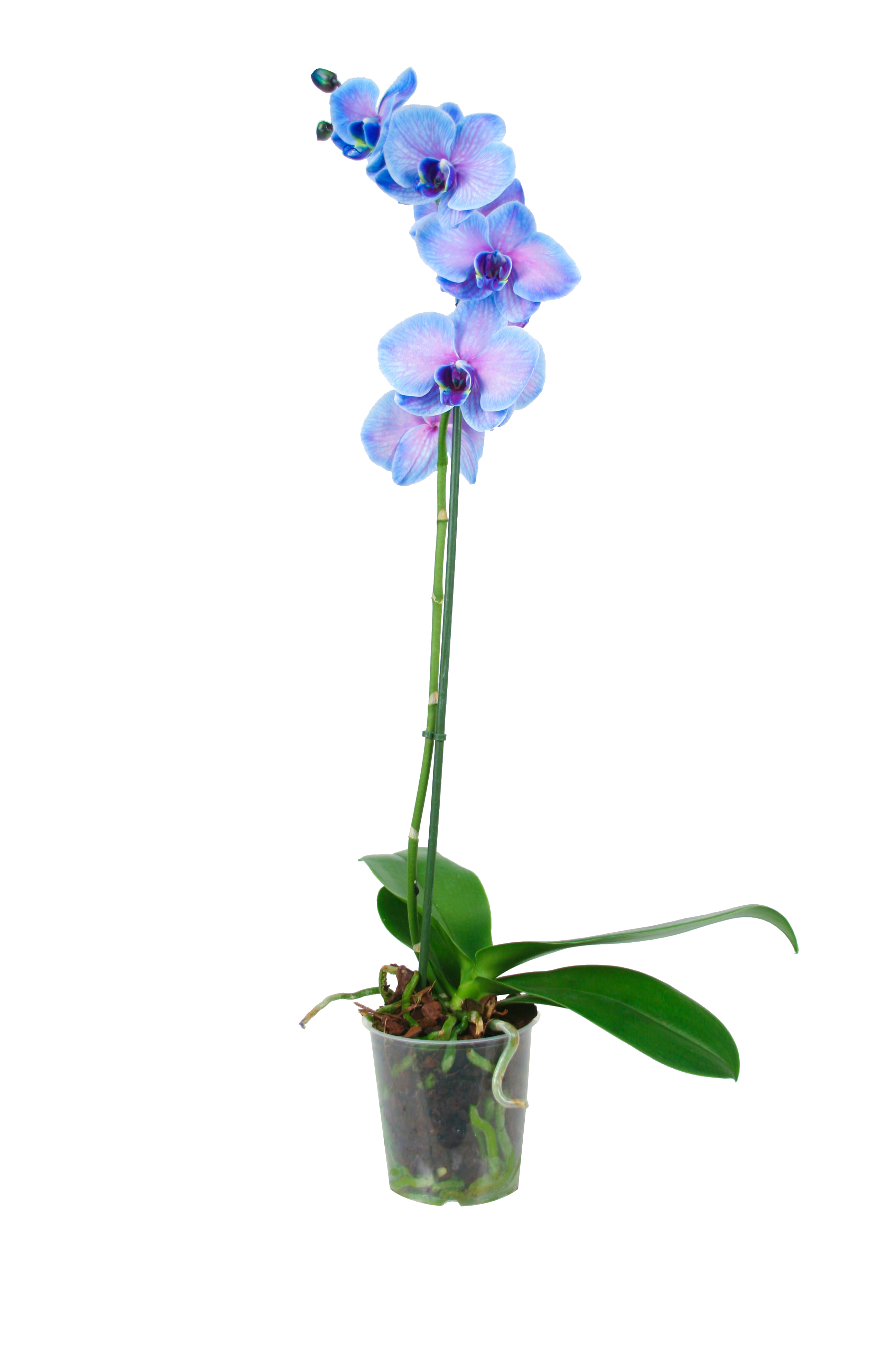 Storczyk Falenopsis niebieski 60-70cm 1 pęd