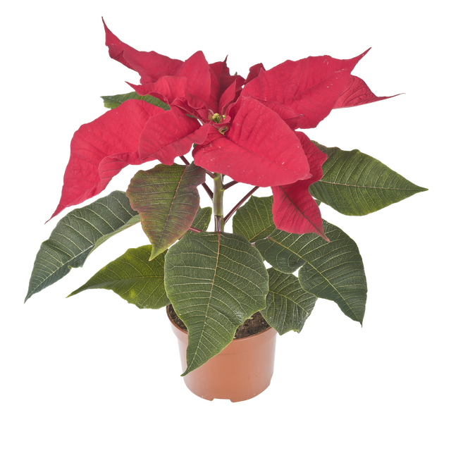 Poinsecja czerwona 20 cm gwiazda betlejemska 1 pęd
