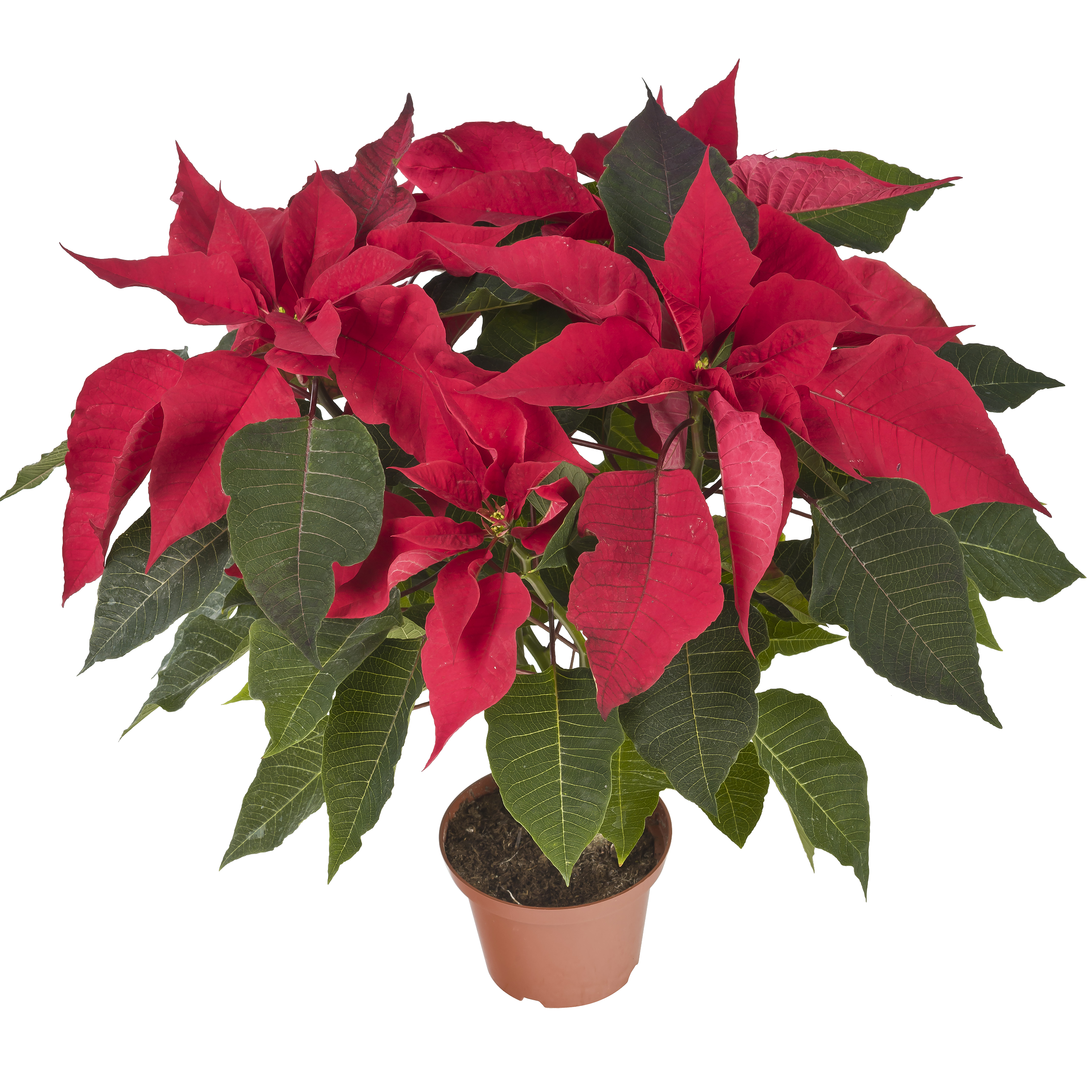 Poinsecja czerwona 40 cm gwiazda betlejemska 4-6 pędów - 10