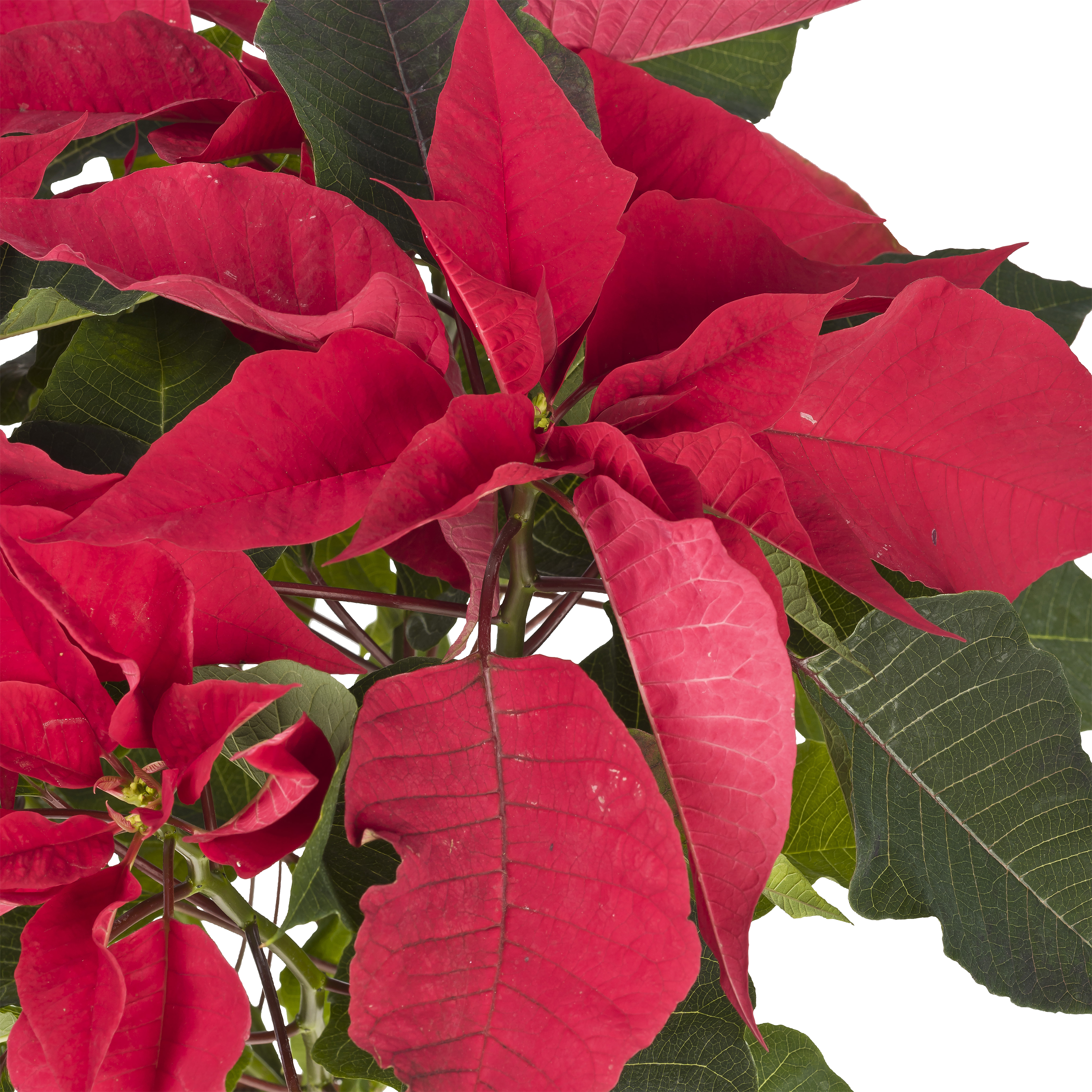 Poinsecja czerwona 40 cm gwiazda betlejemska 4-6 pędów - 14