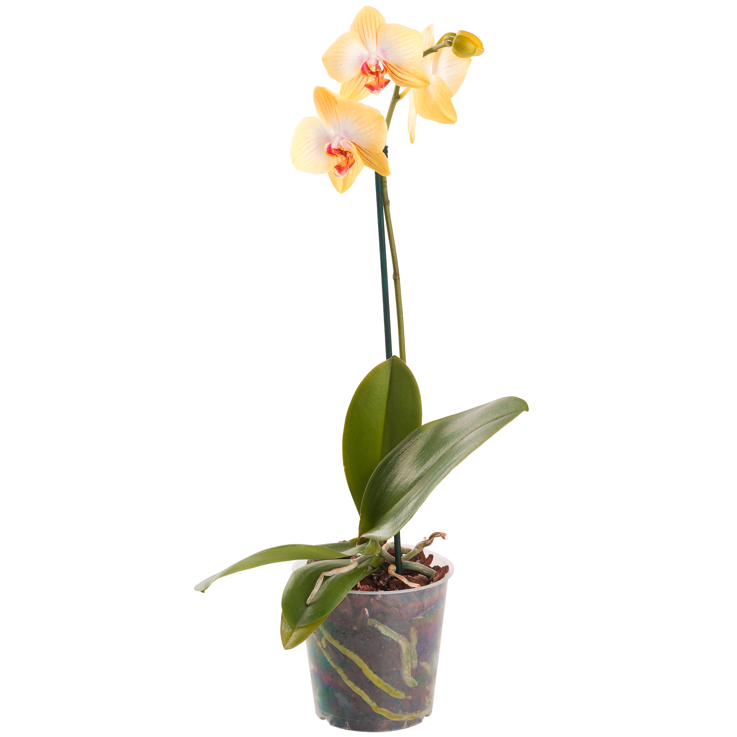 Storczyk Falenopsis mix 30-50cm 1 pęd