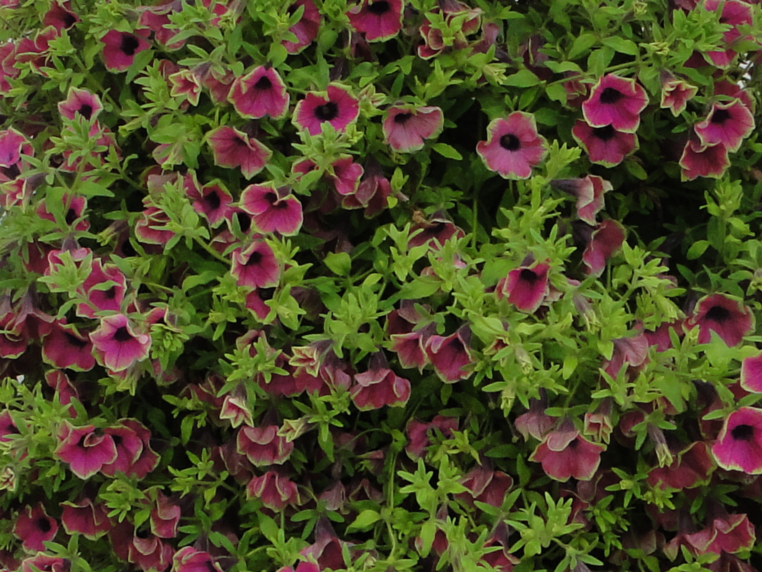 Calibrachoa Superbells mix 15 - 30 cm - 5