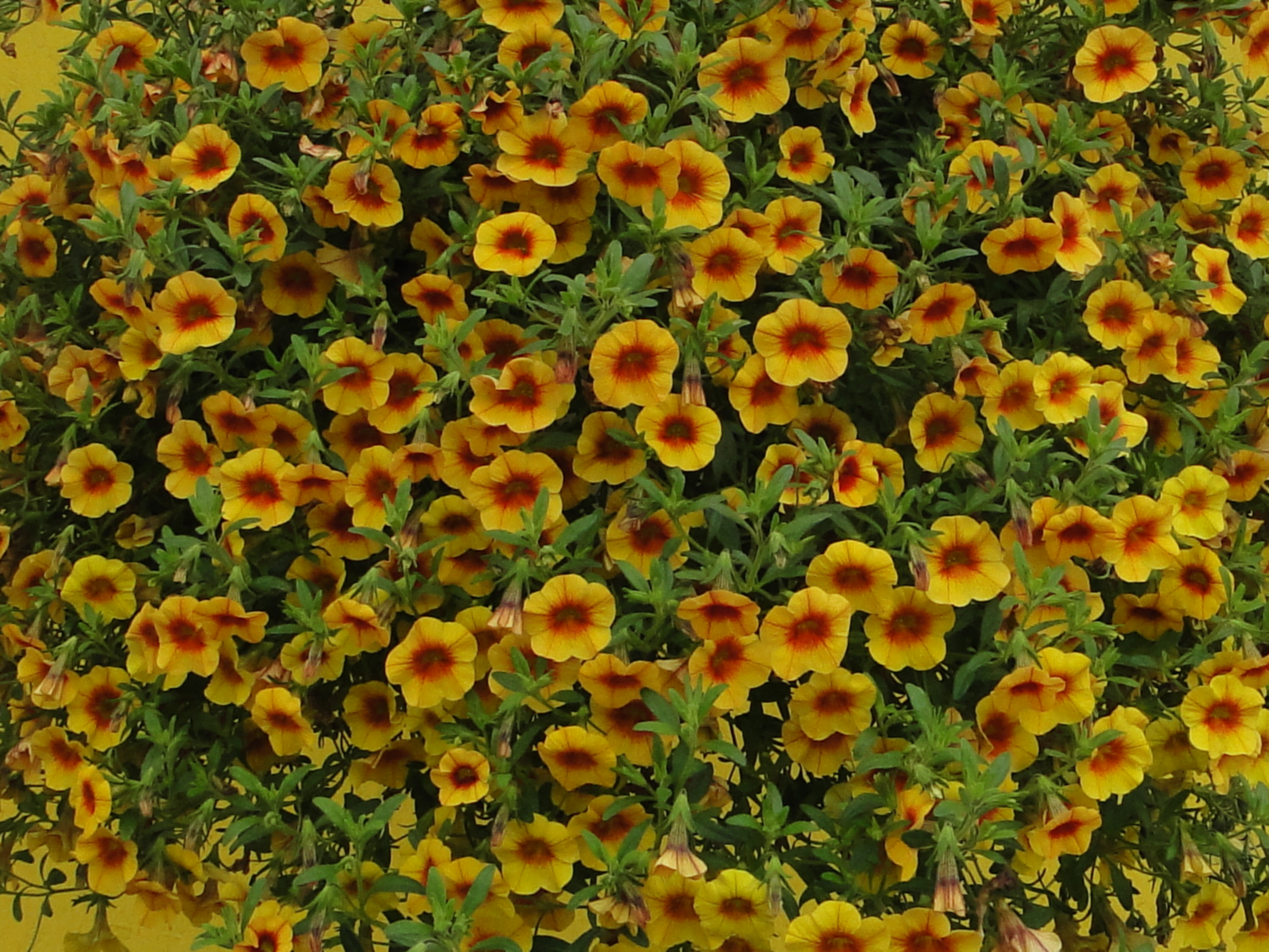 Calibrachoa Superbells mix 15 - 30 cm - 4