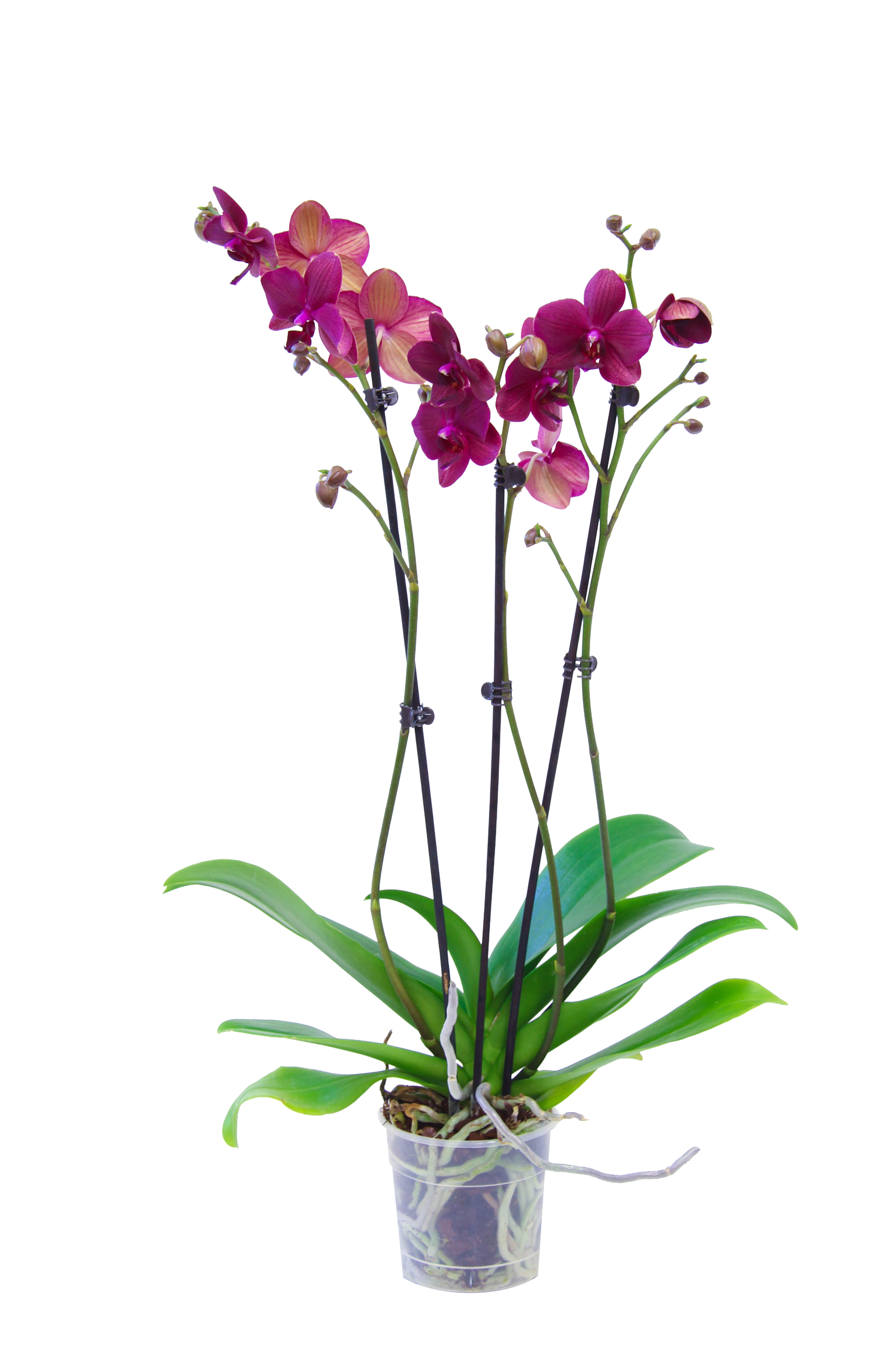 Storczyk Falenopsis mix 60-70cm 3 pędy