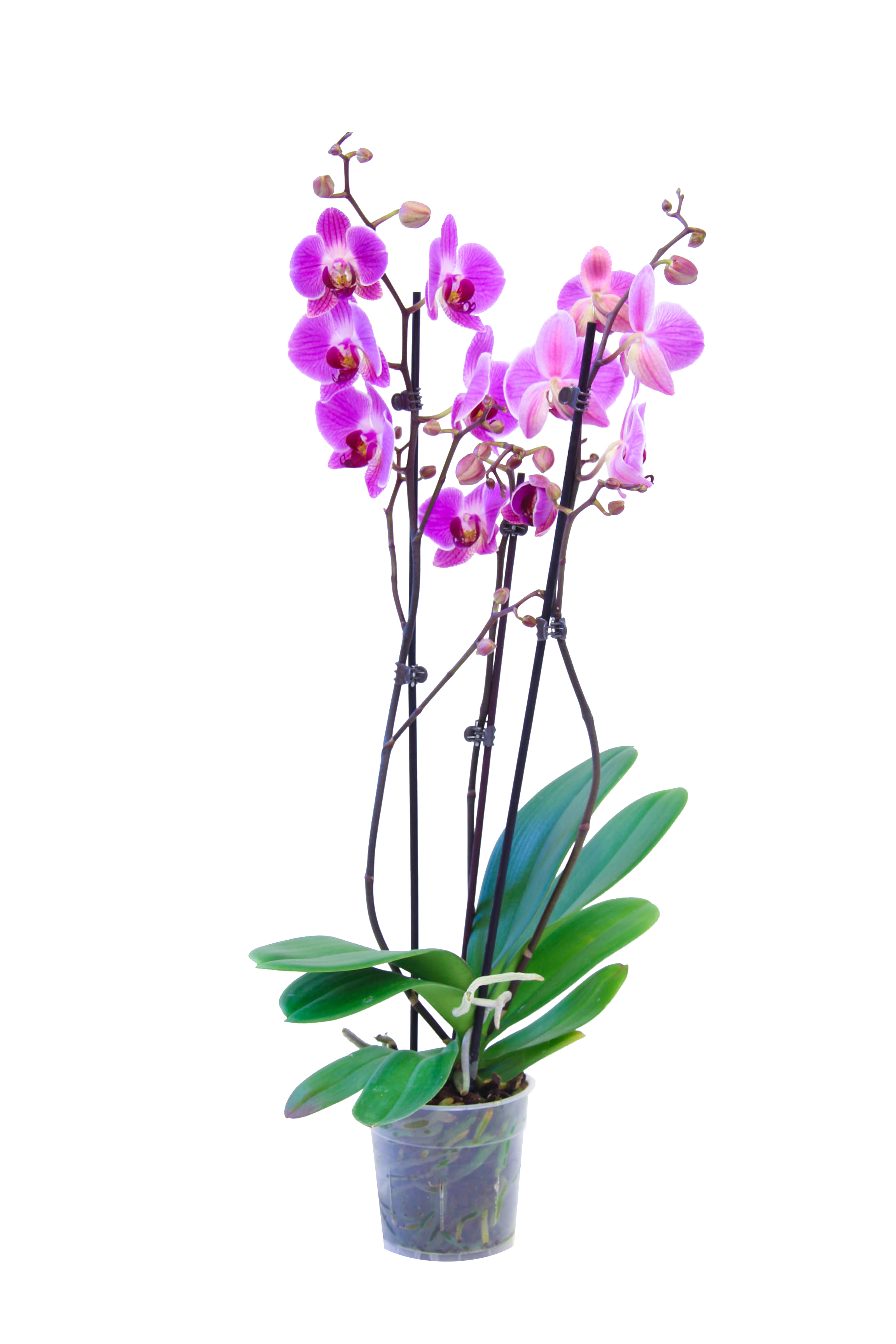 Storczyk Falenopsis mix 50-70cm 3 pędy