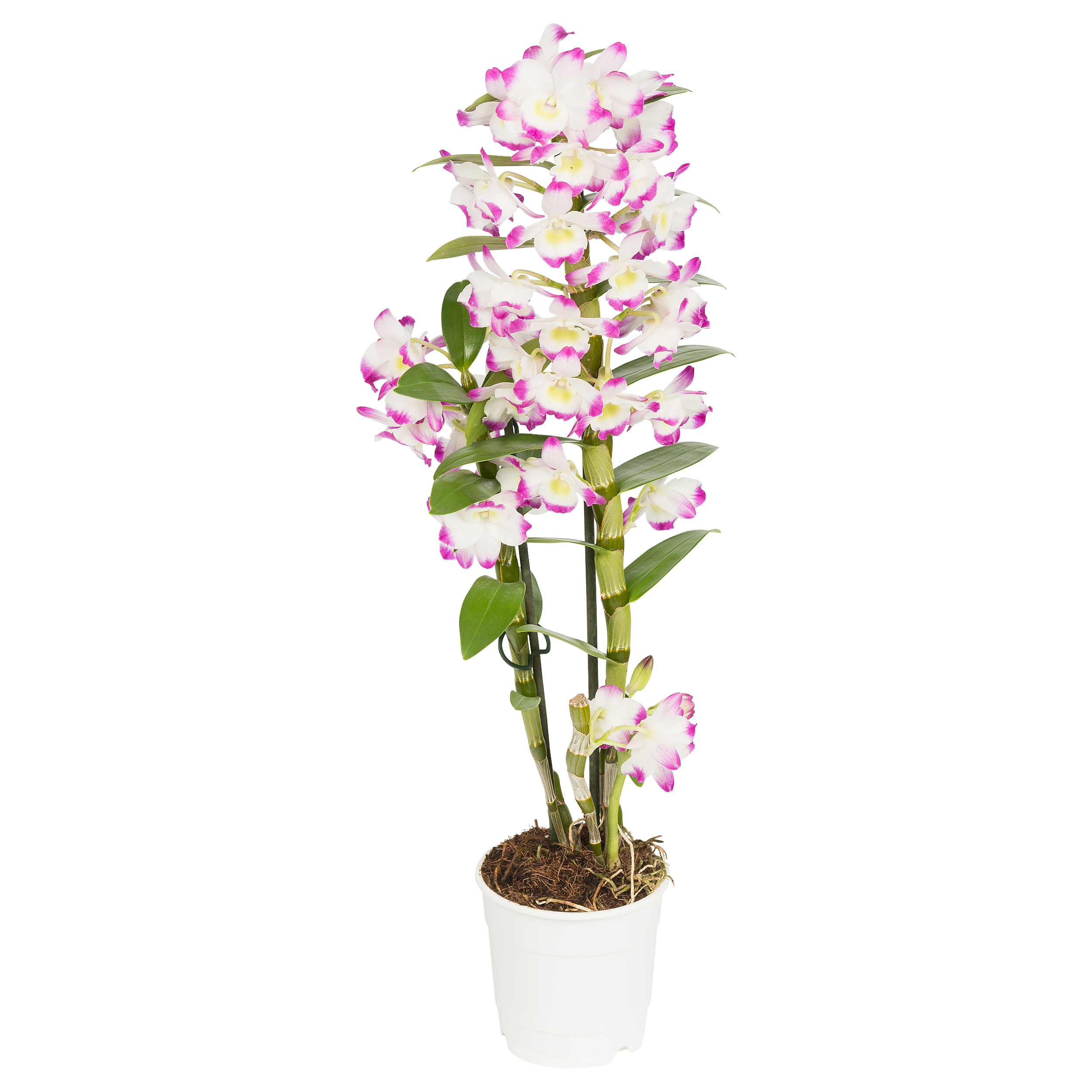 Storczyk Dendrobium nobile mix 55-65cm 1 pęd