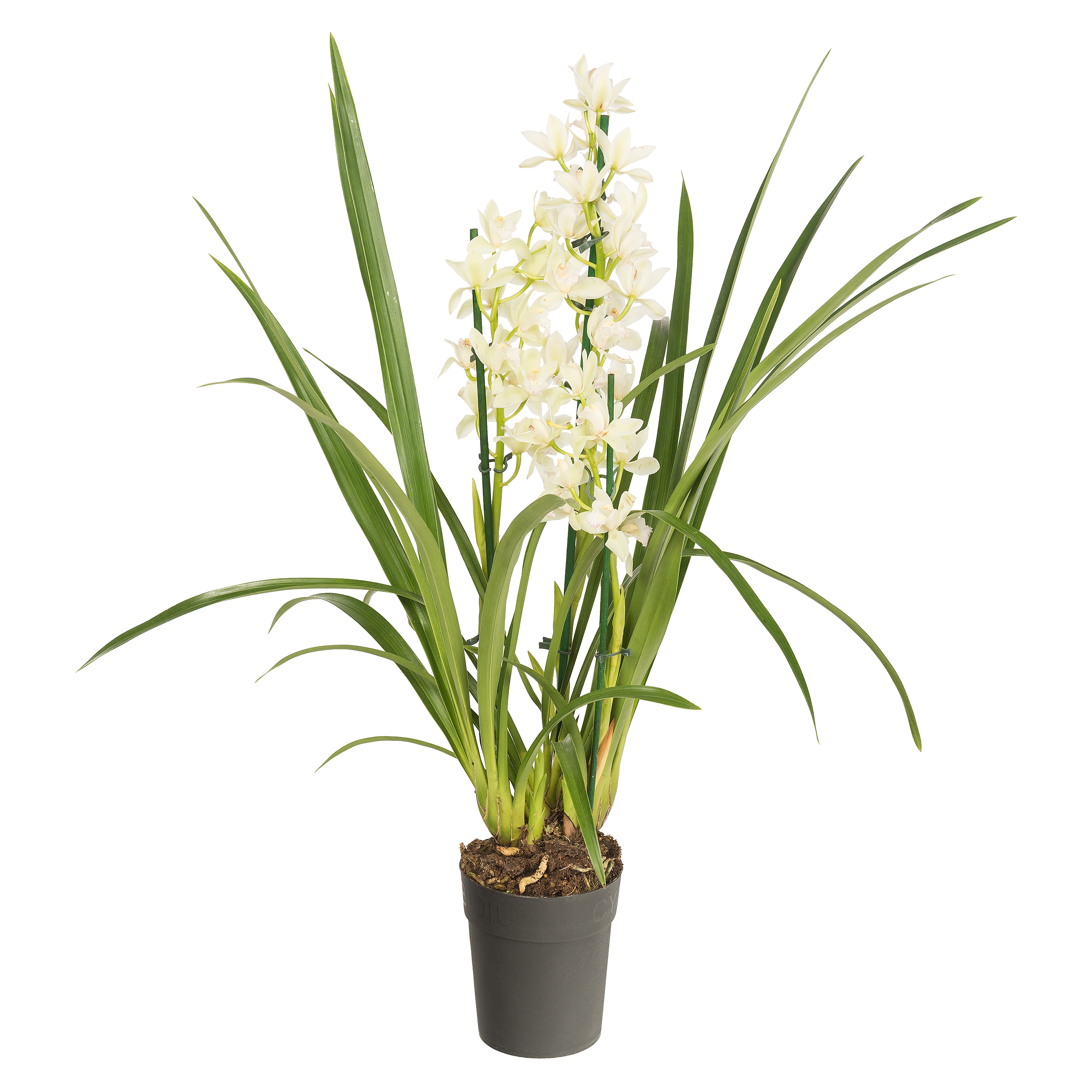 Storczyk Cymbidium mix 75-90cm 2-3 pędy