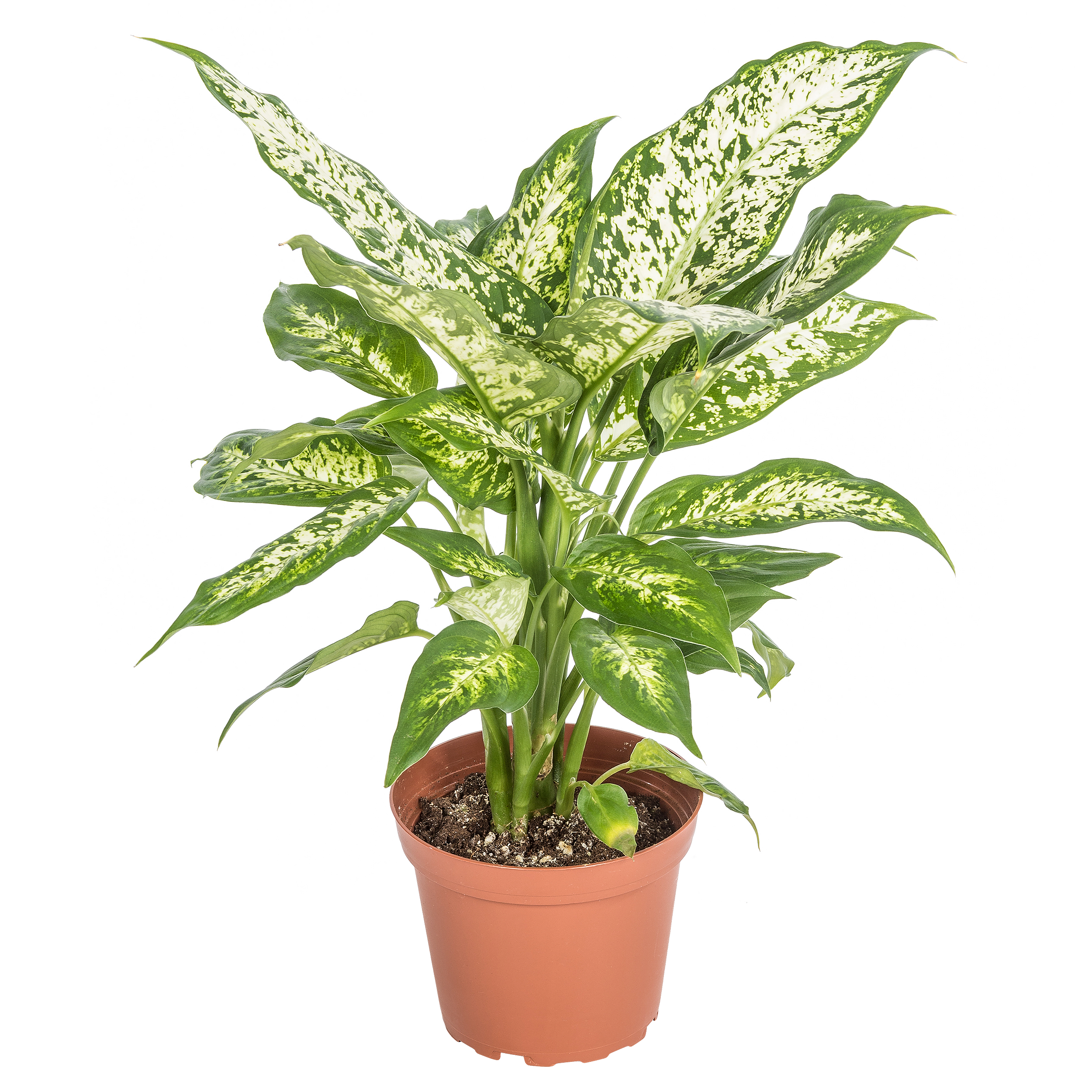 Difenbachia mix 40 cm
