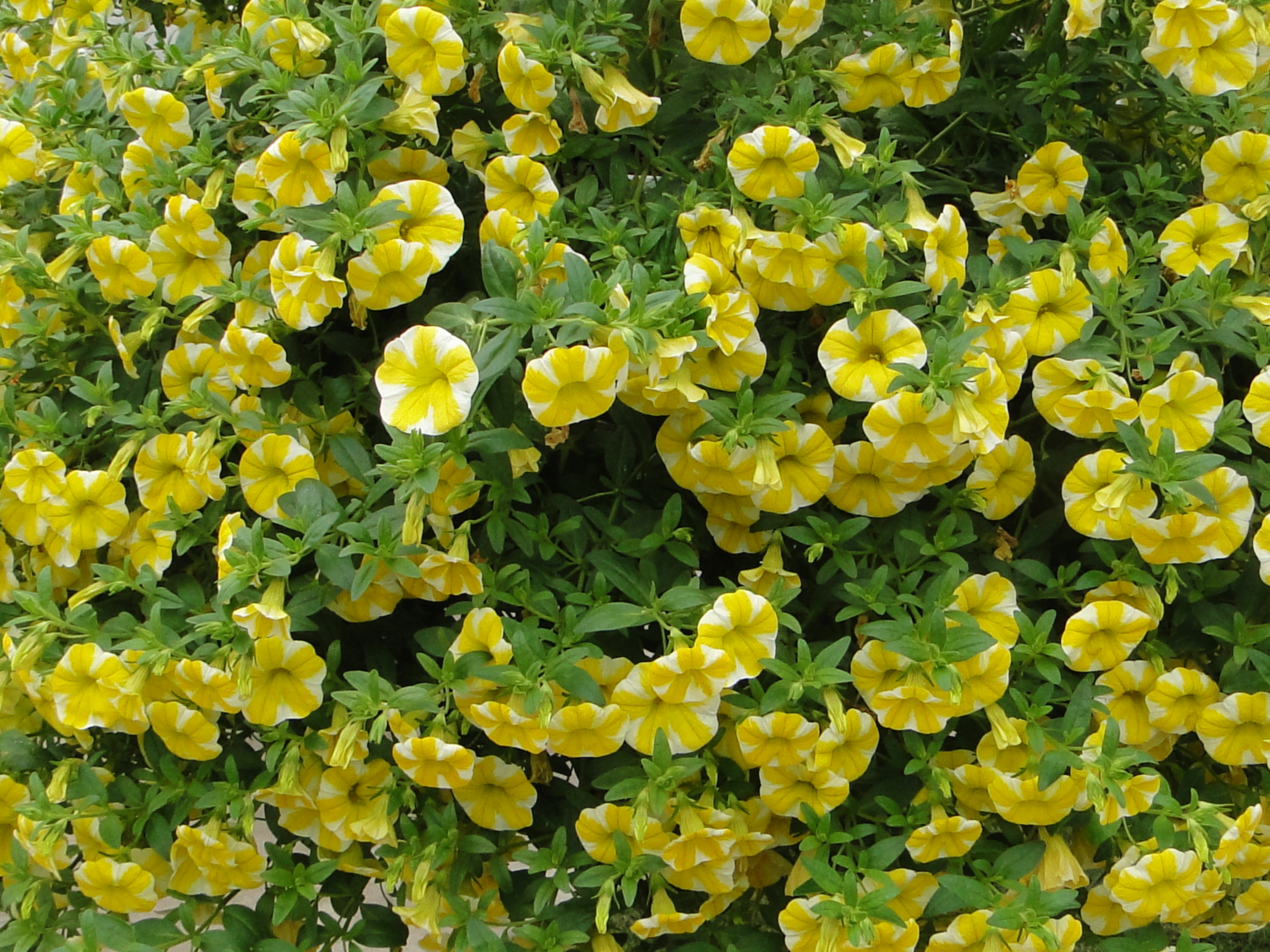 Calibrachoa Superbells mix 15 - 30 cm - 3