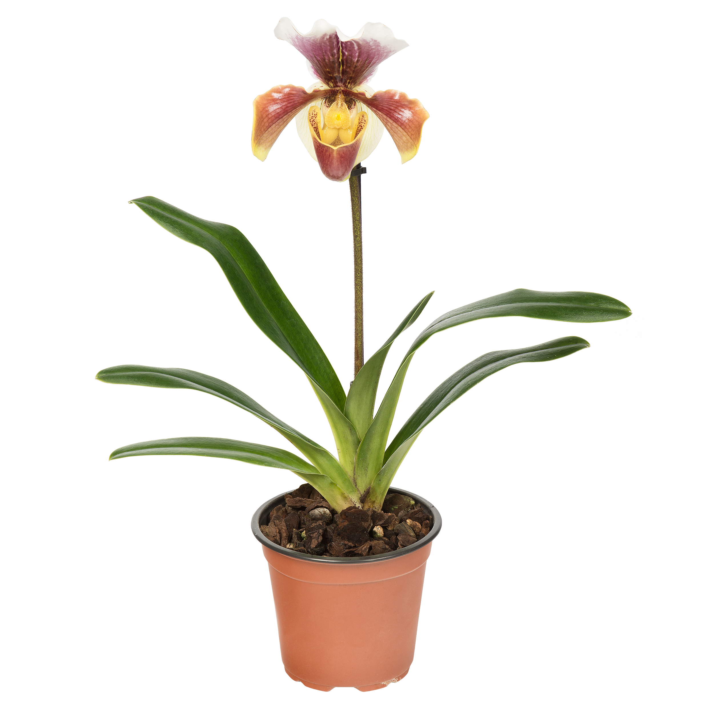 Storczyk Pafiopedilum mix 35cm 1 pęd