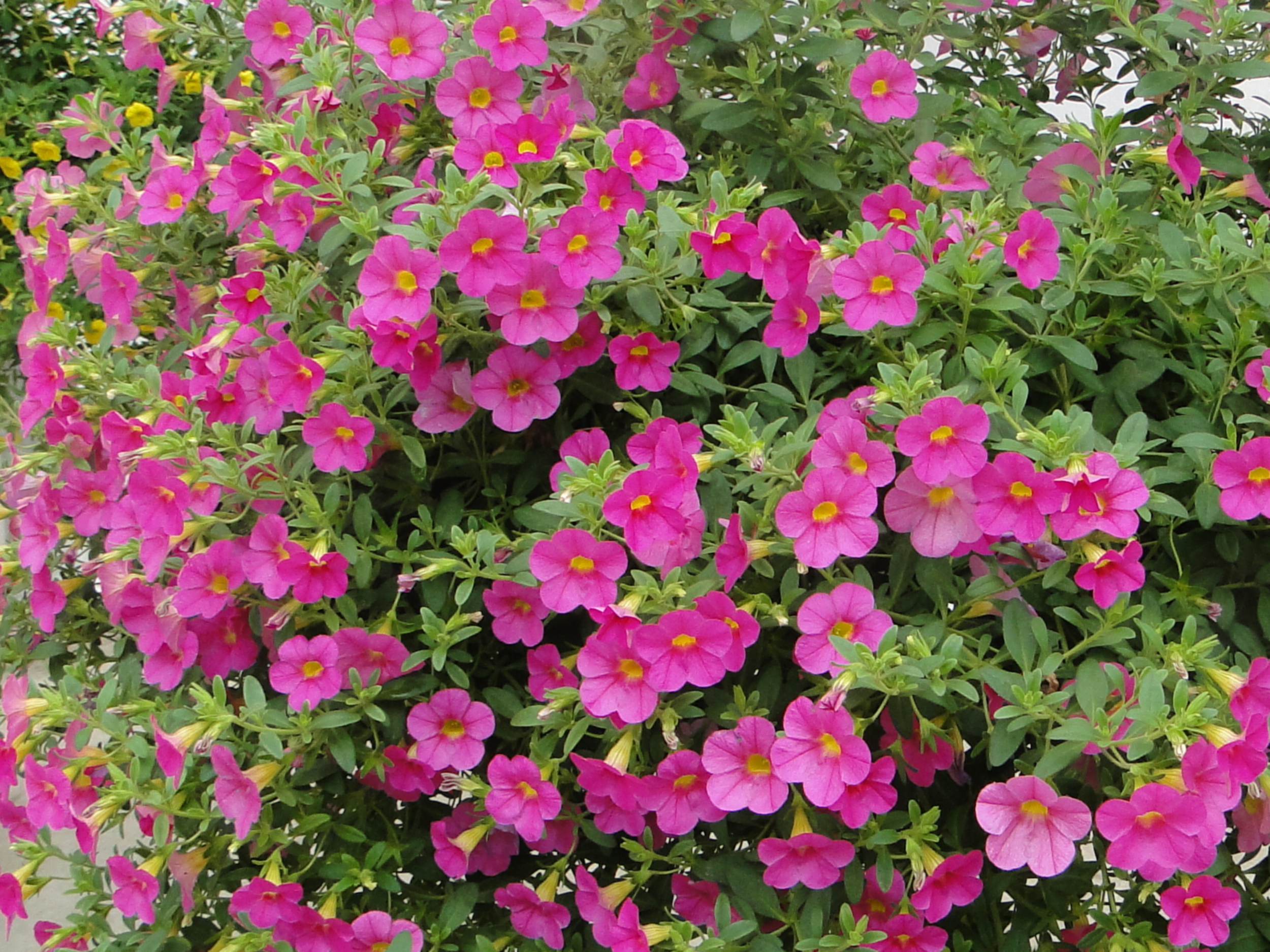 Calibrachoa Superbells mix 15 - 30 cm - 2